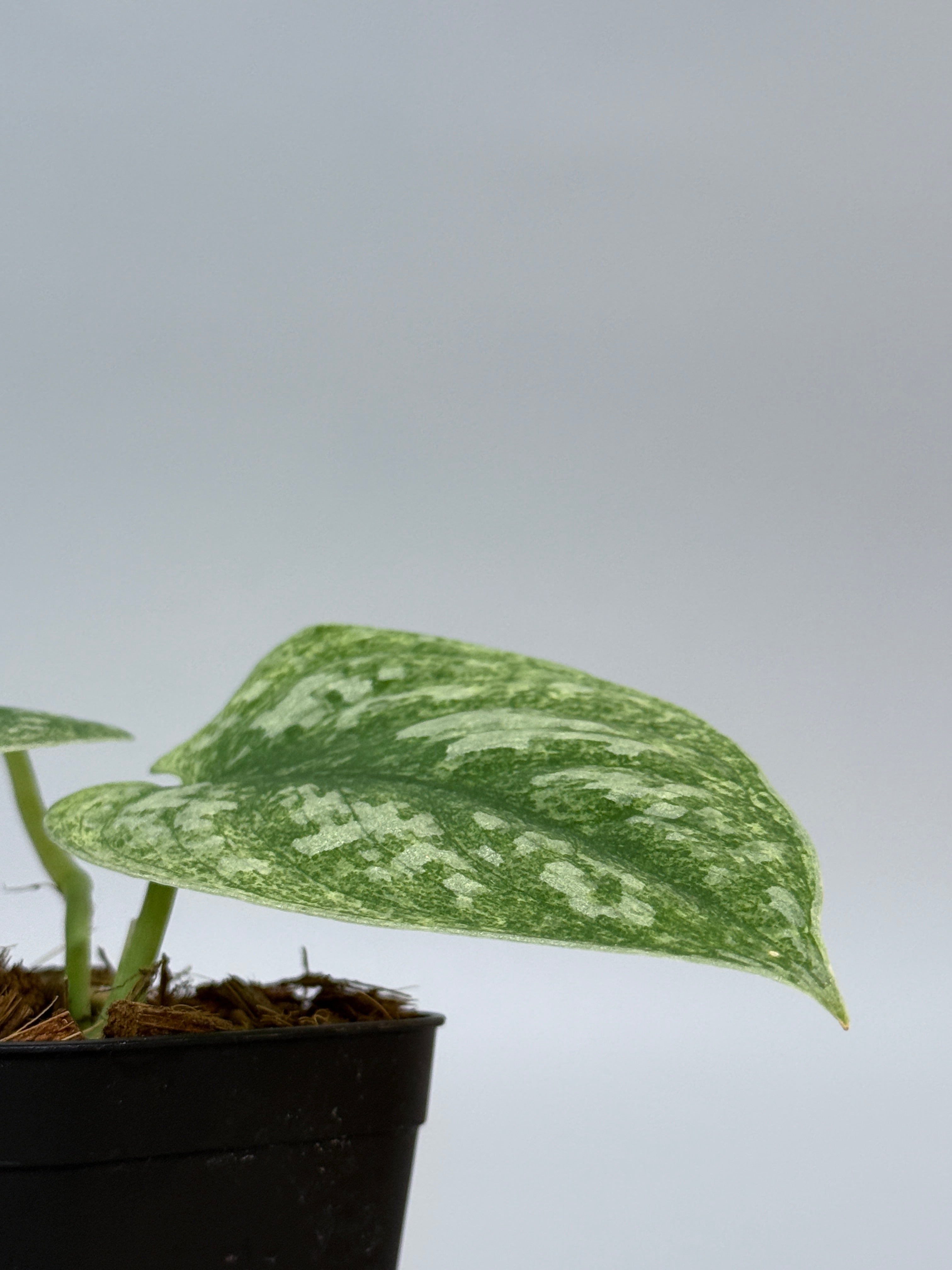 スキンダプサス ネビュラ / Scindapsus Nebula (2) – Nakayama-Plants スキンダプサス ネビュラ / Scindapsus Nebula (2) – Nakayama-Plants