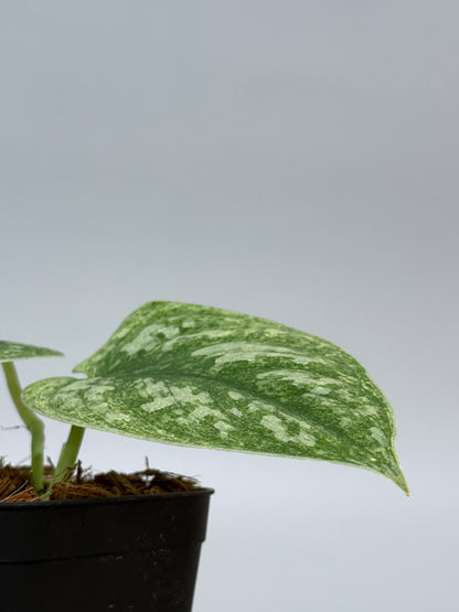 スキンダプサス ネビュラ / Scindapsus Nebula (2)