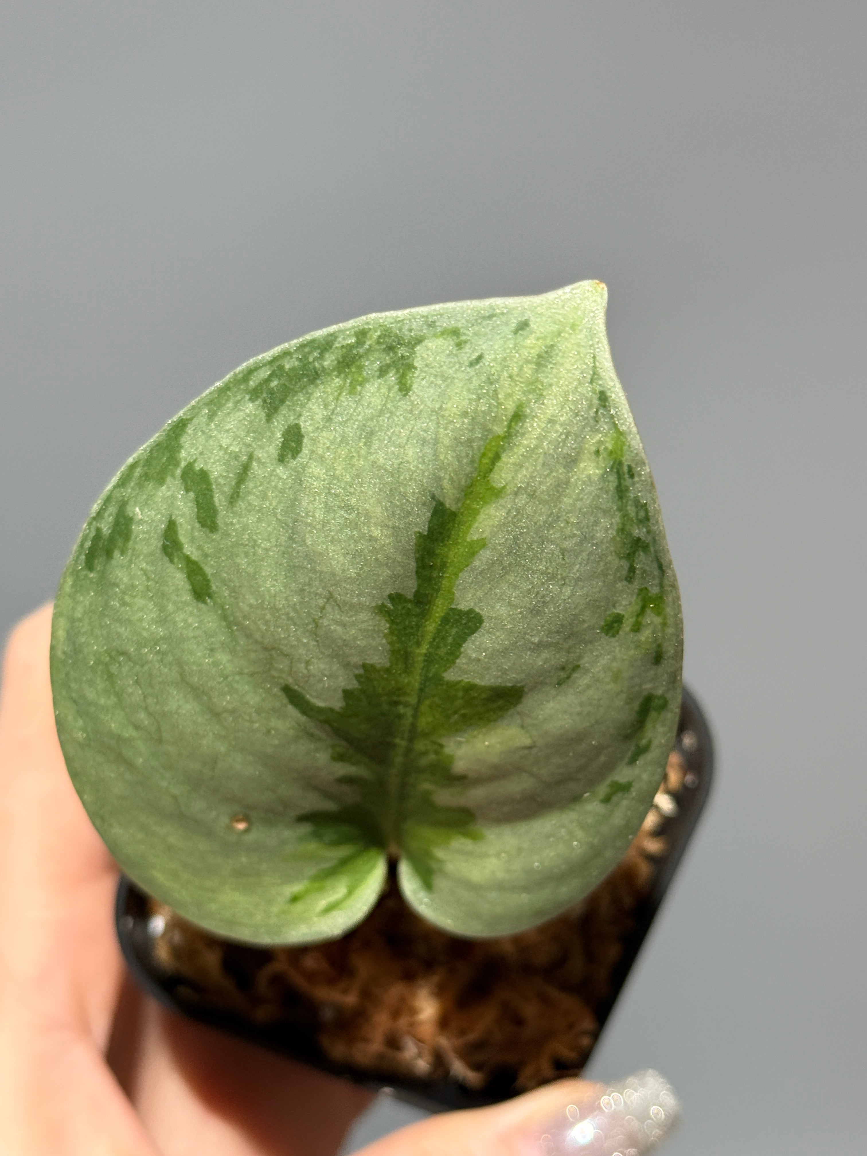 スキンダプサス ユパ / Scindapsus Yupa (1) – Nakayama-Plants