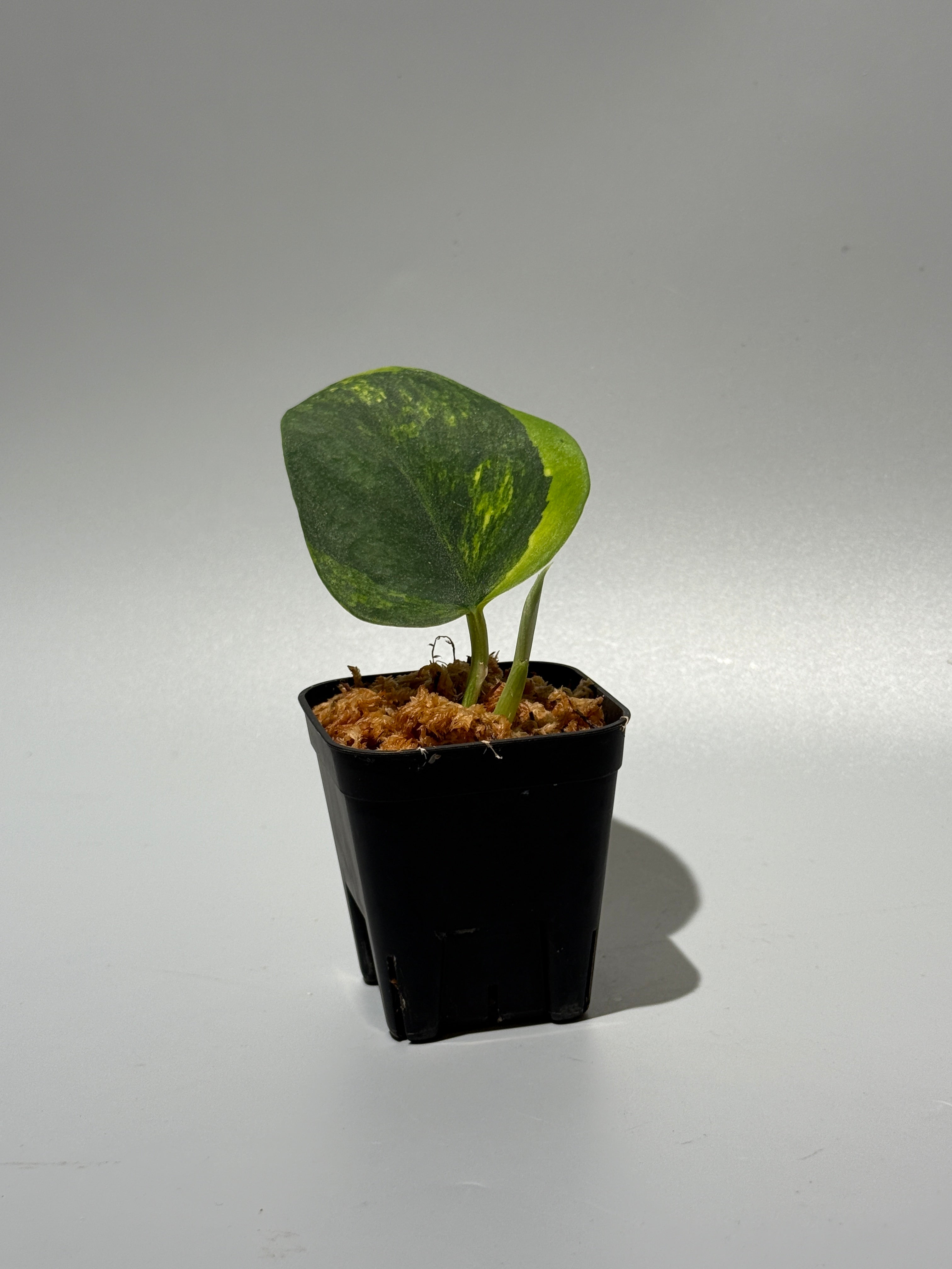 スキンダプサス ガラワ / Scindapsus Garawa (1) – Nakayama-Plants