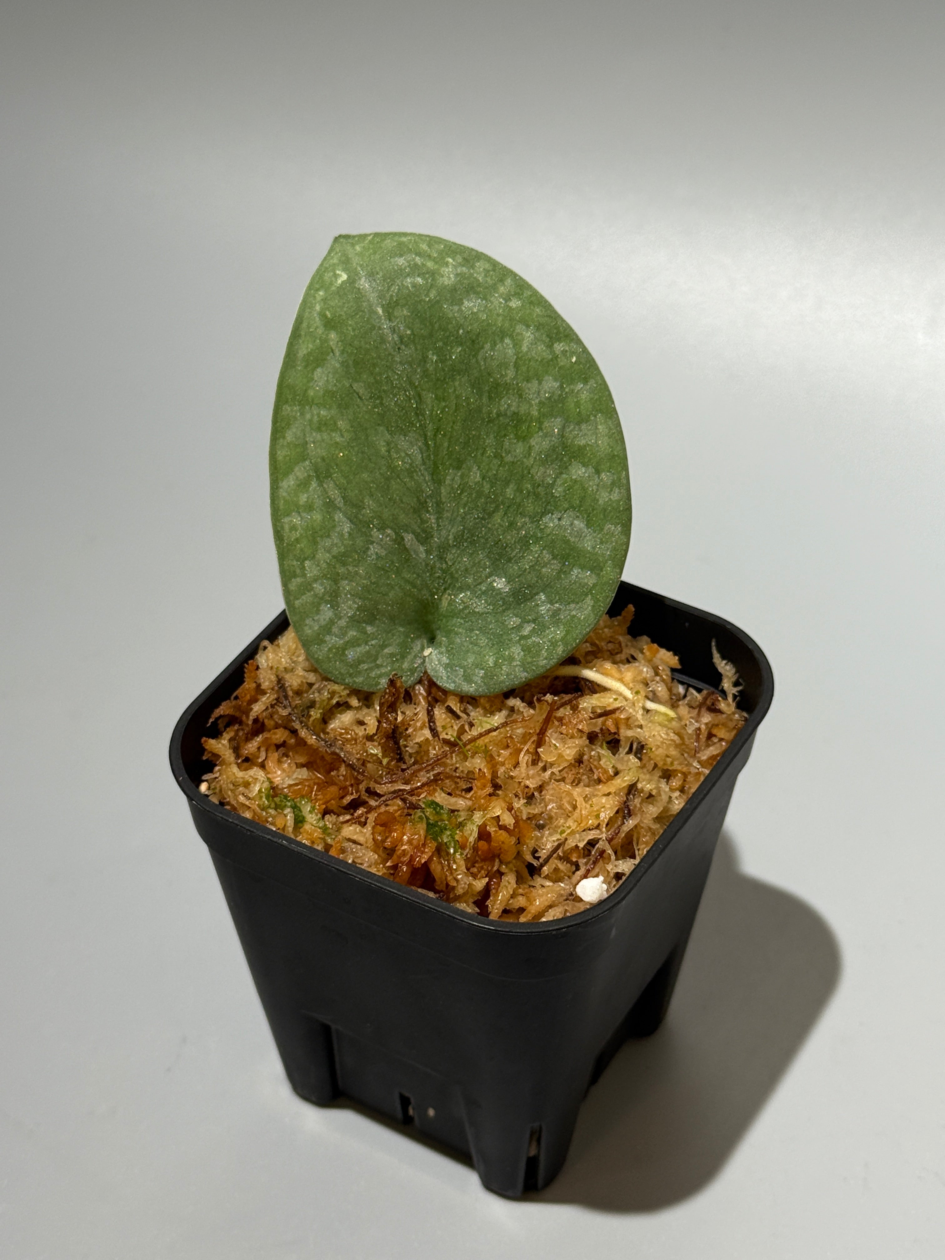 All Plants – Nakayama-Plants