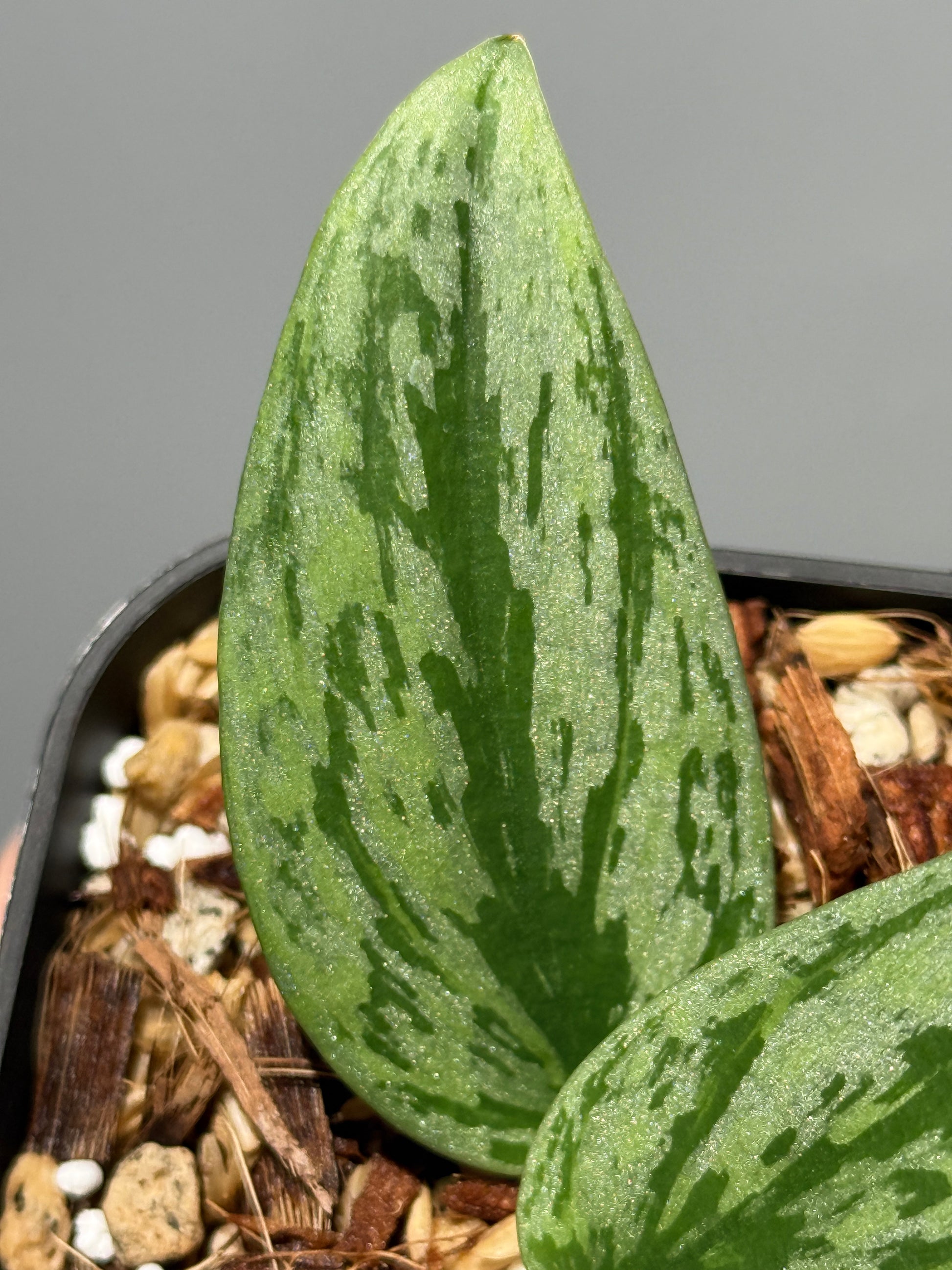 スキンダプサス グリーン アーミー トリカラー / Scindapsus Green army tricolor (1)