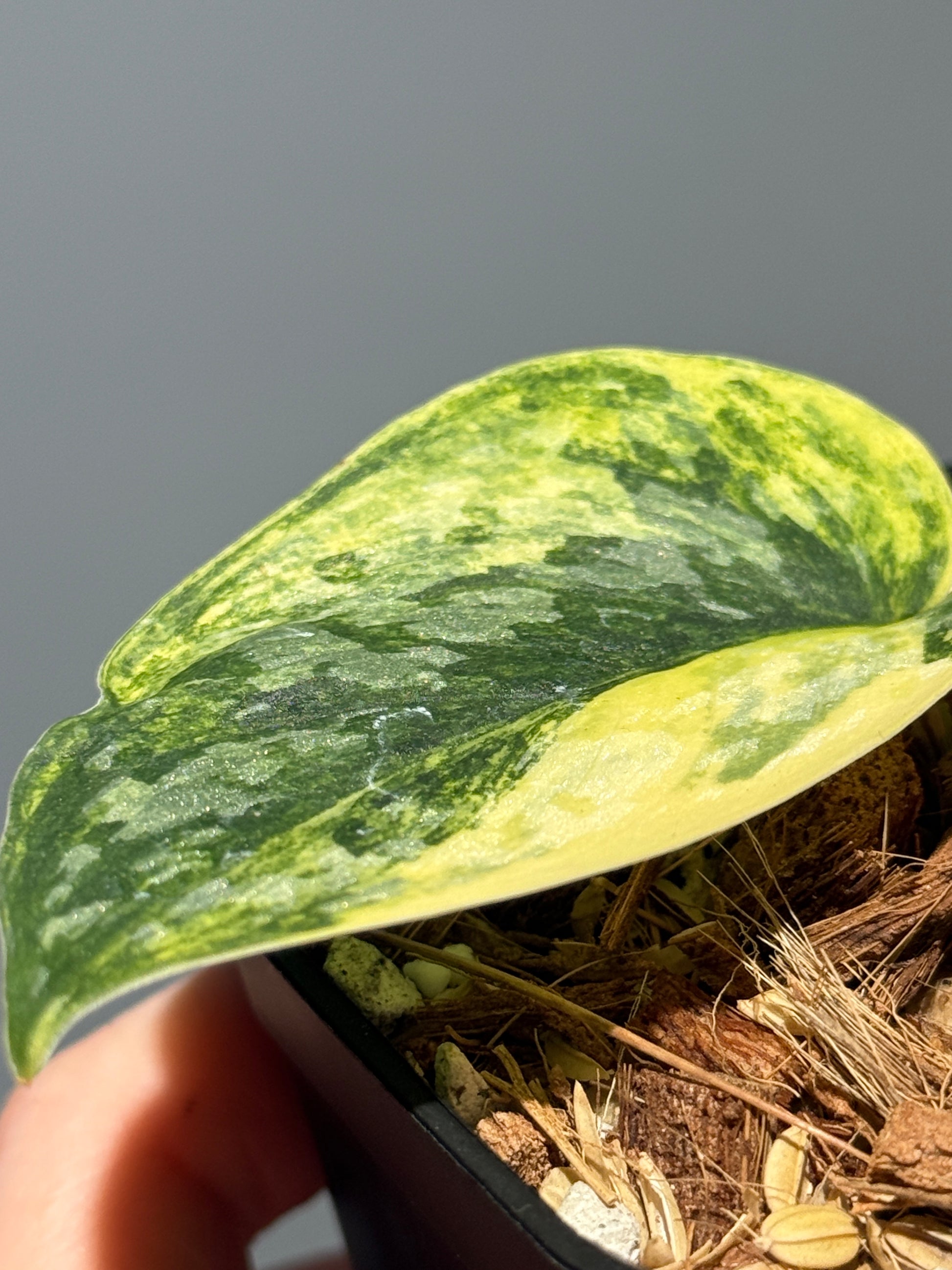 スキンダプサス ラジャタプラ  / Scindapsus Rajatapura (1)