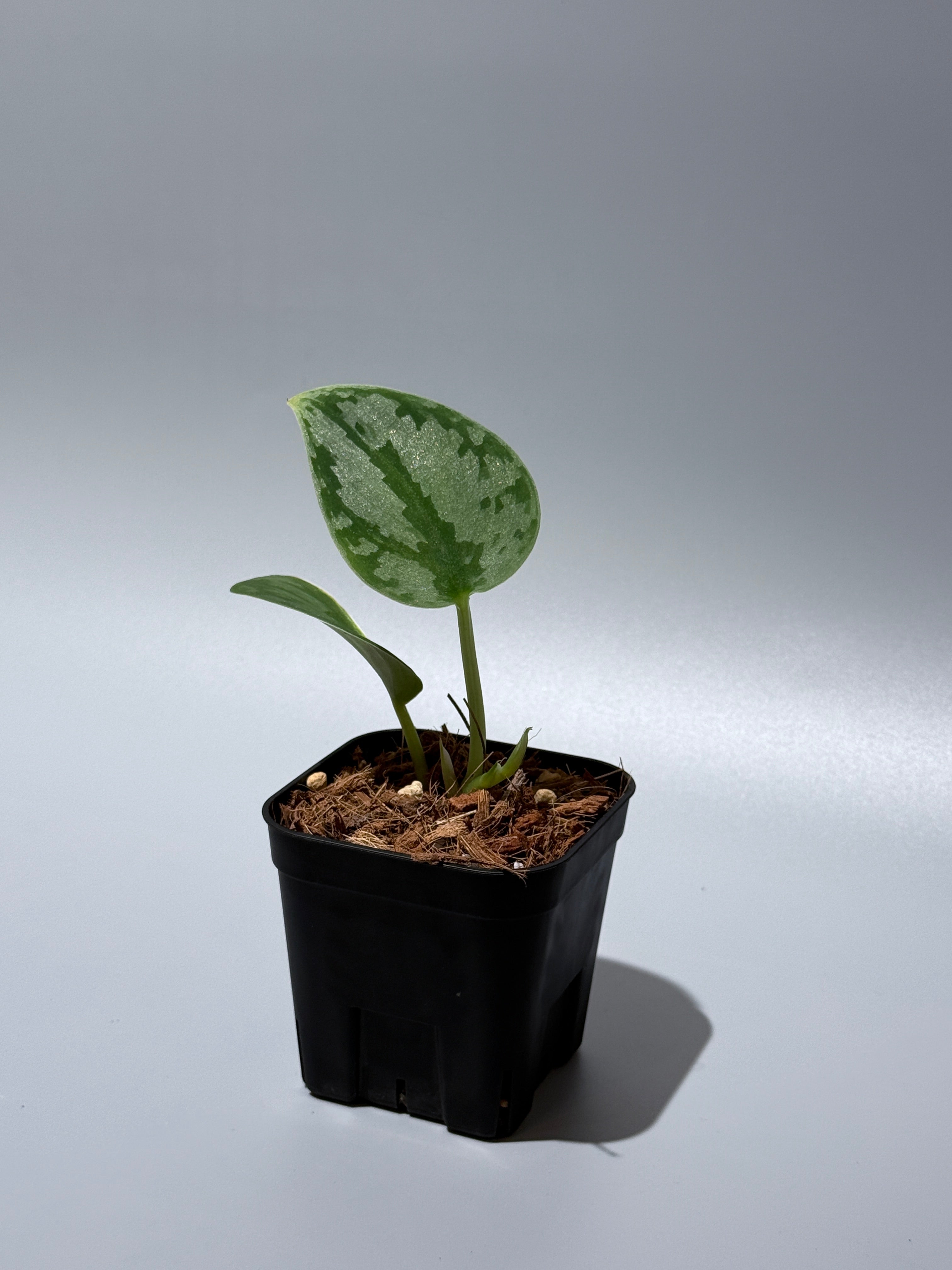 スキンダプサス パイソン / Scindapsus Python (1) – Nakayama-Plants