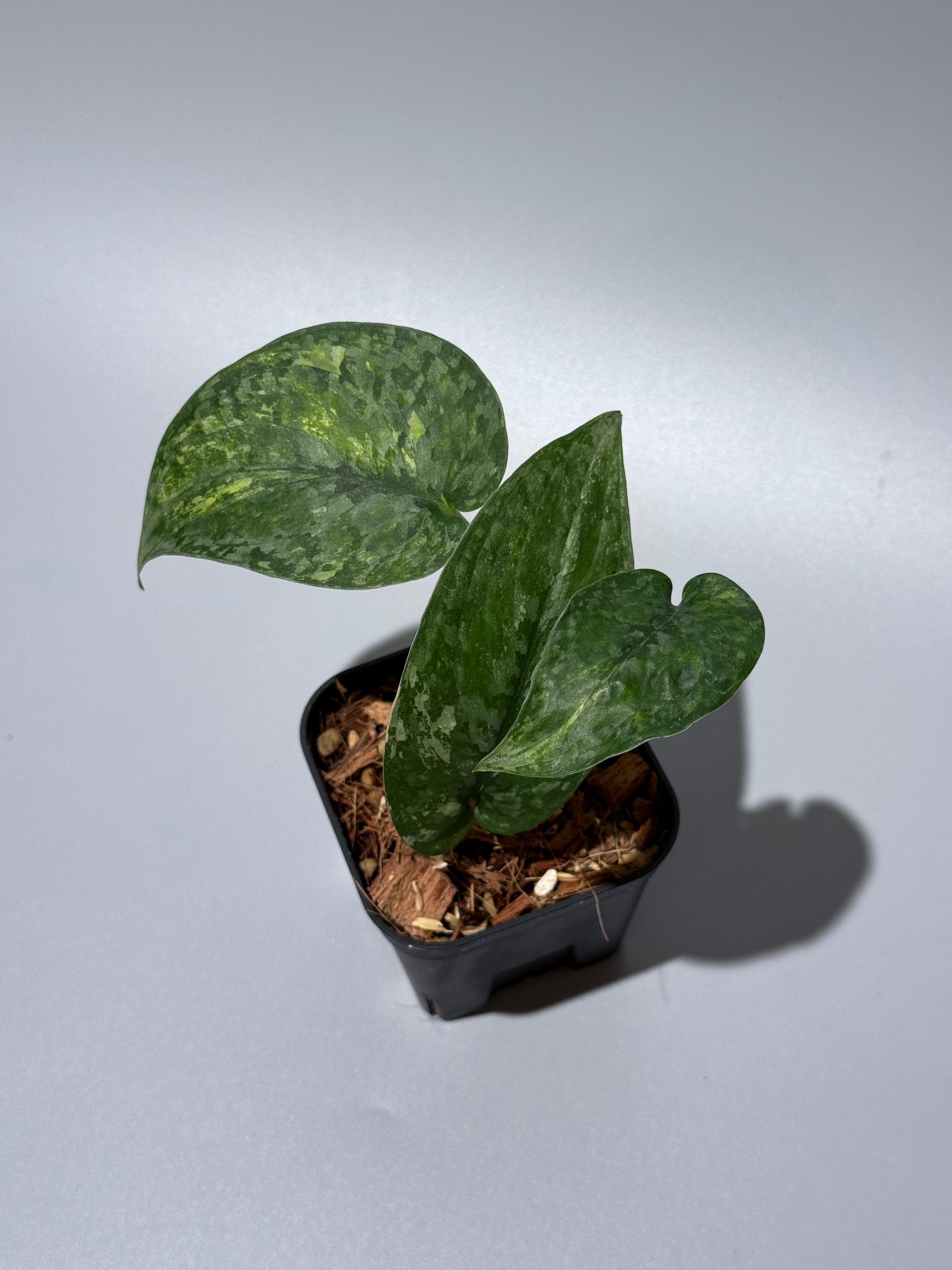 スキンダプサス レオパード / Scindapsus Leopard (1) – Nakayama-Plants