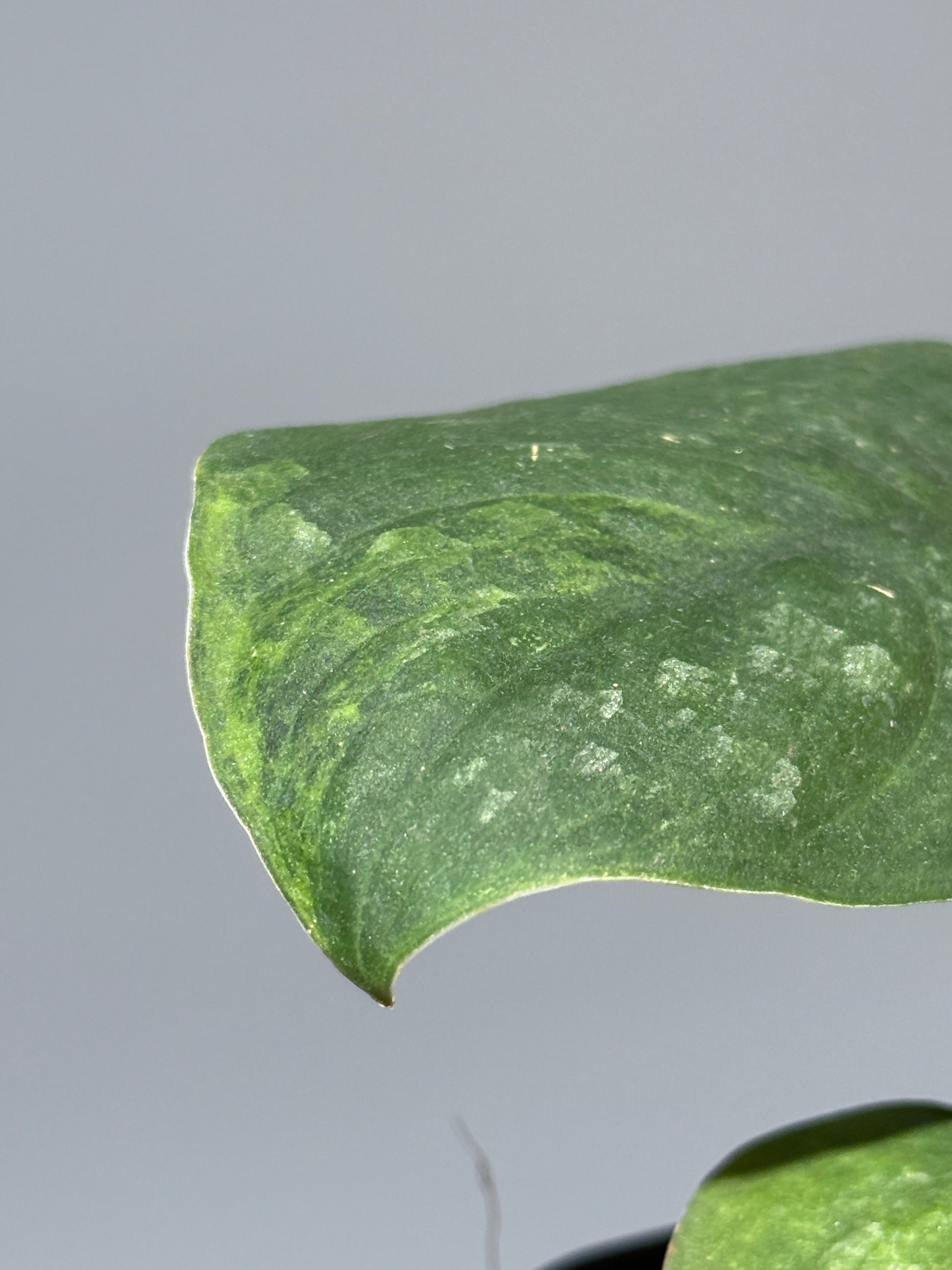 スキンダプサス グリーン ドラゴン / Scindapsus Green dorgon (1)