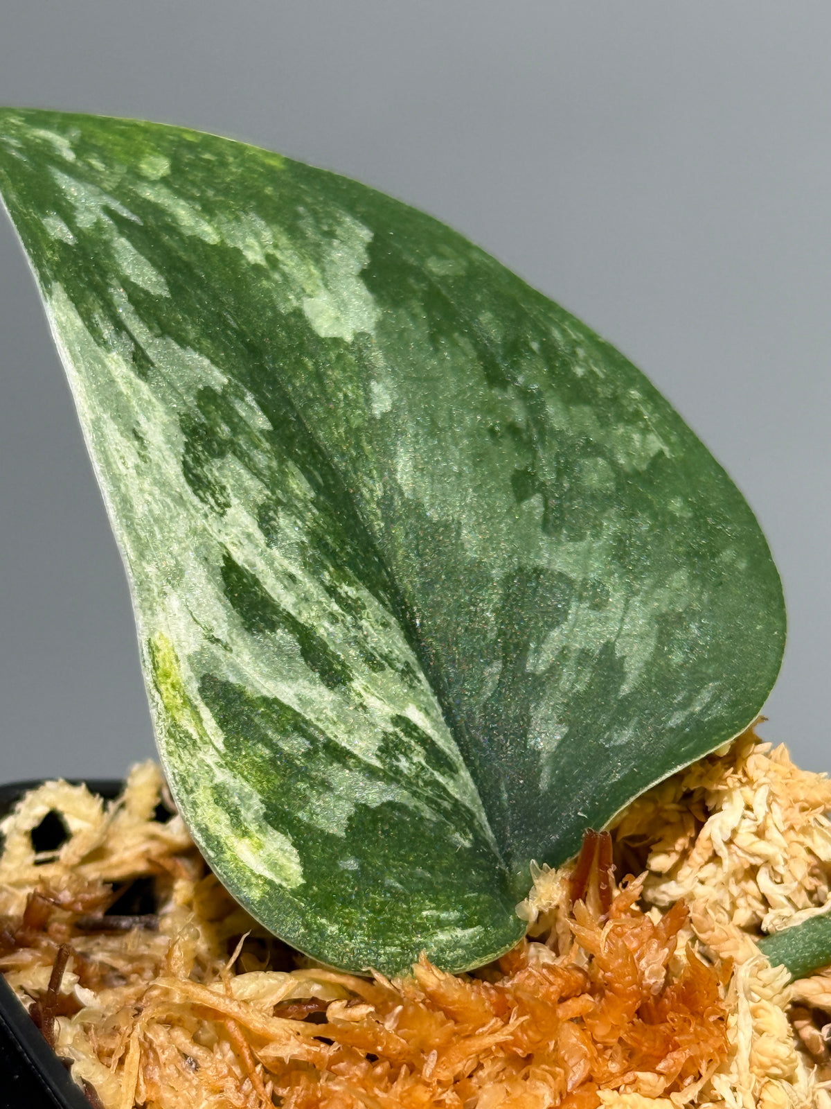 スキンダプサス エキゾチカ サラカ トリカラー  / Scindapsus Exotica salaka toricolor (2)