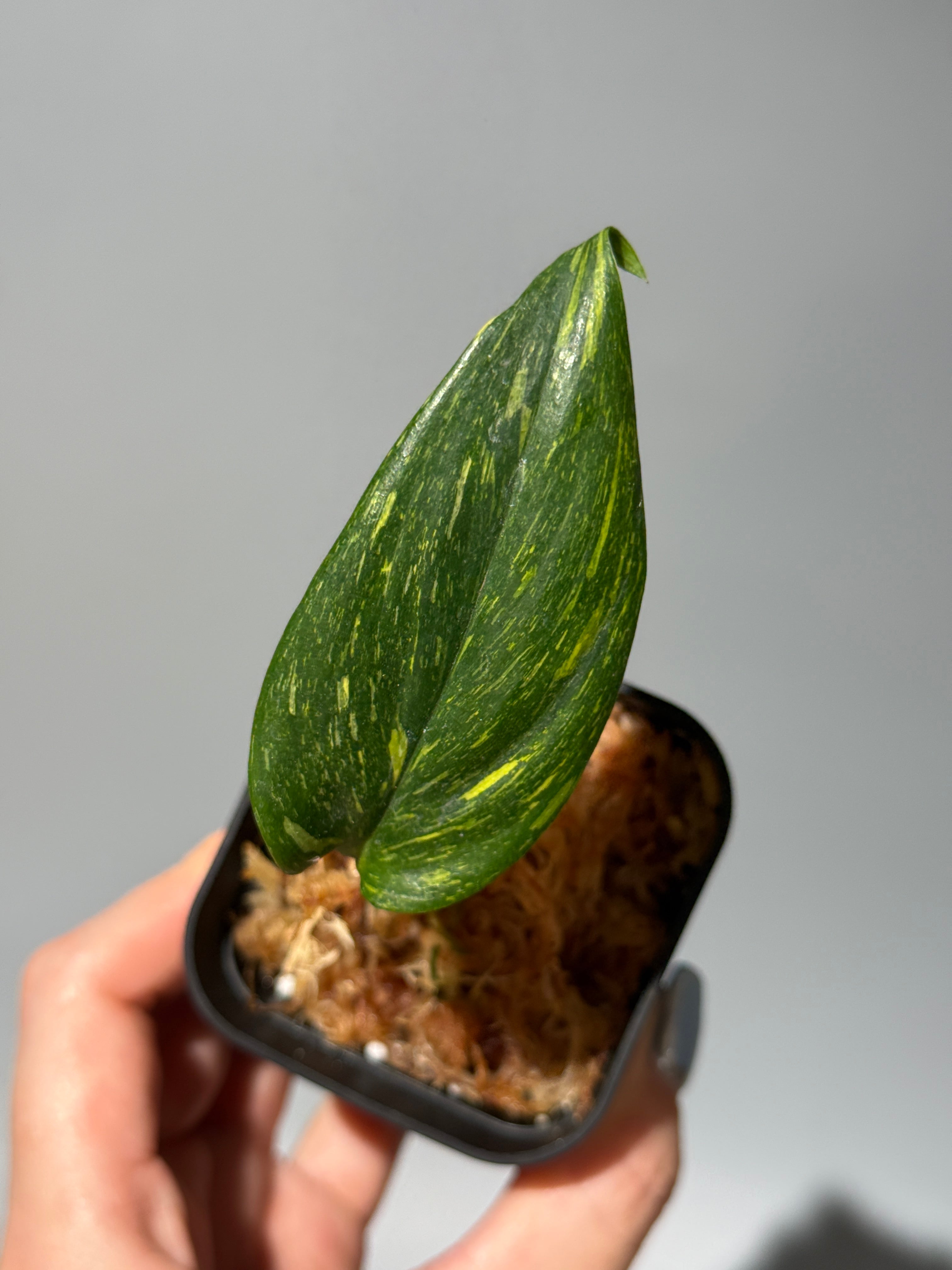 Nakayama Plants公式オンラインストア｜スキンダプサス専門店