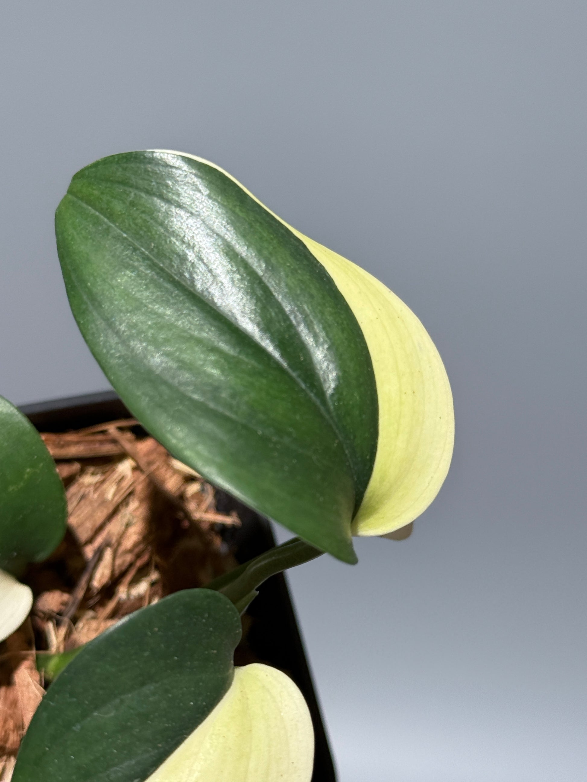 スキンダプサス ブルーアルボ  / Scindapsus Blue albo (1)