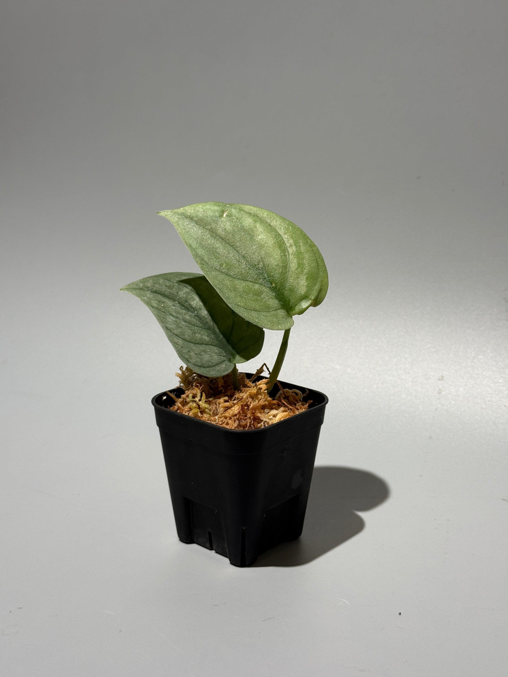 スキンダプサス グリーンベイン / Scindapsus Green vein (1)