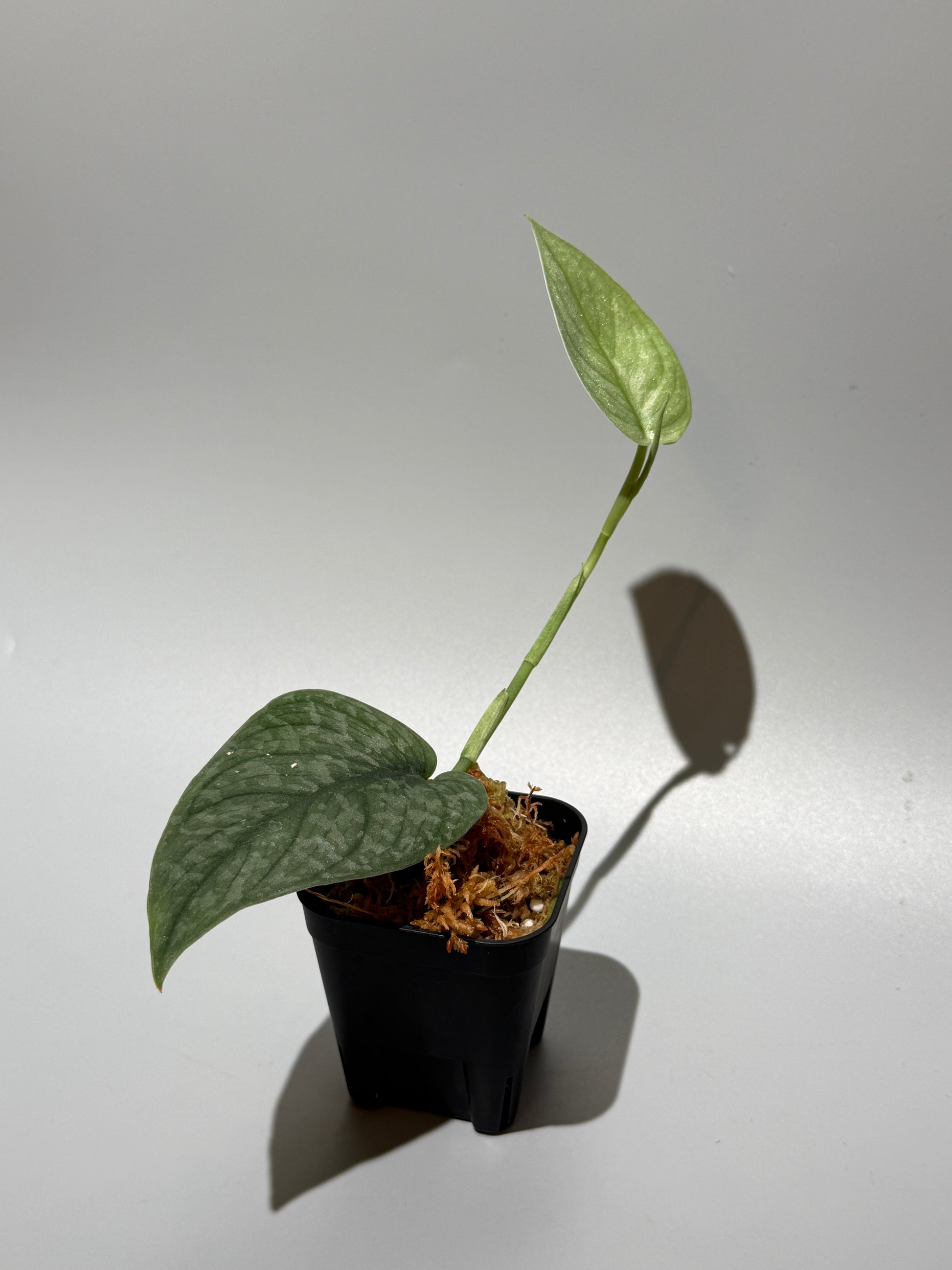 スキンダプサス グリーンベイン / Scindapsus Green vein (2)