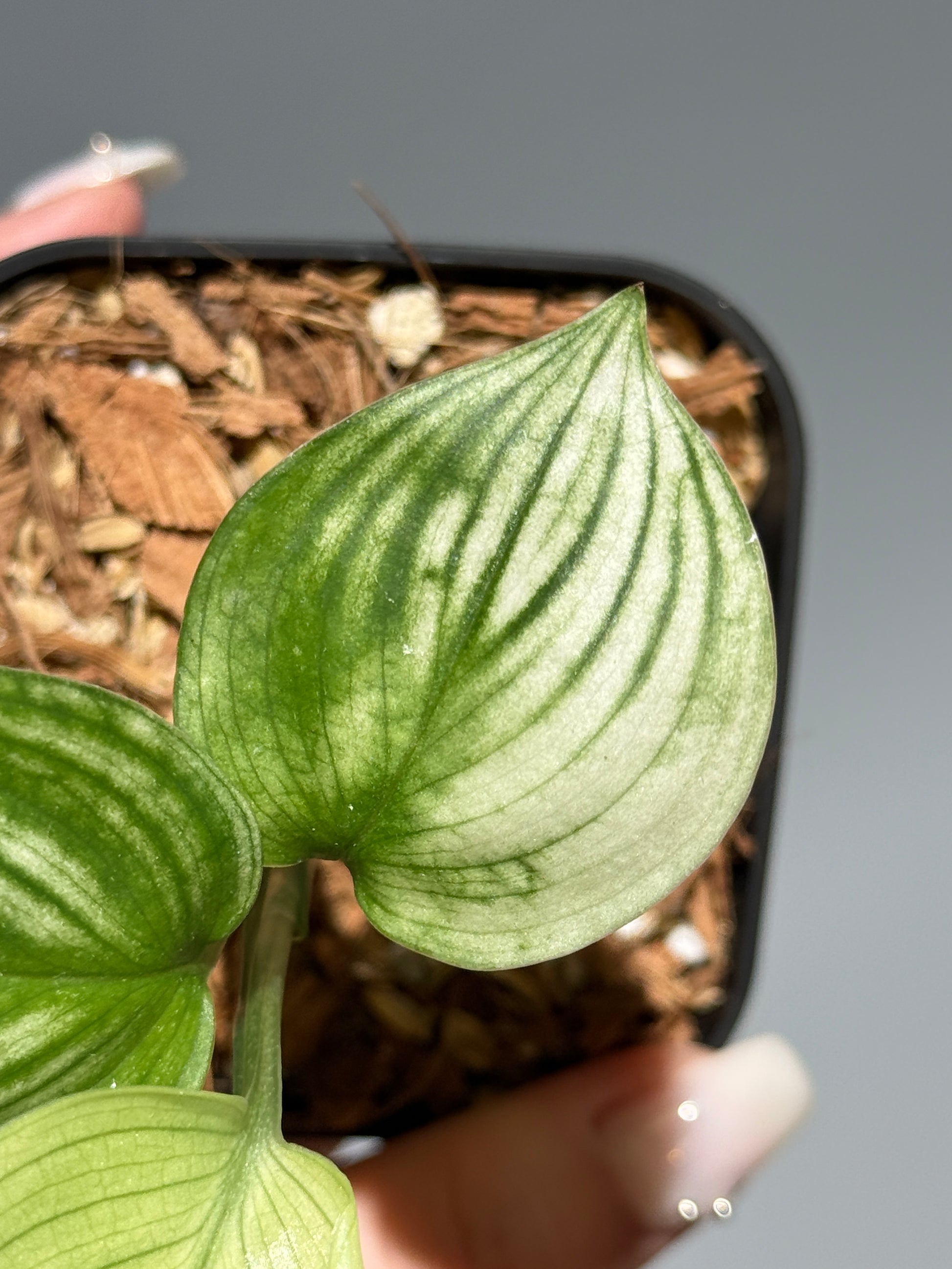 スキンダプサス ホワイトモンスター / Scindapsus whitemonster (2)