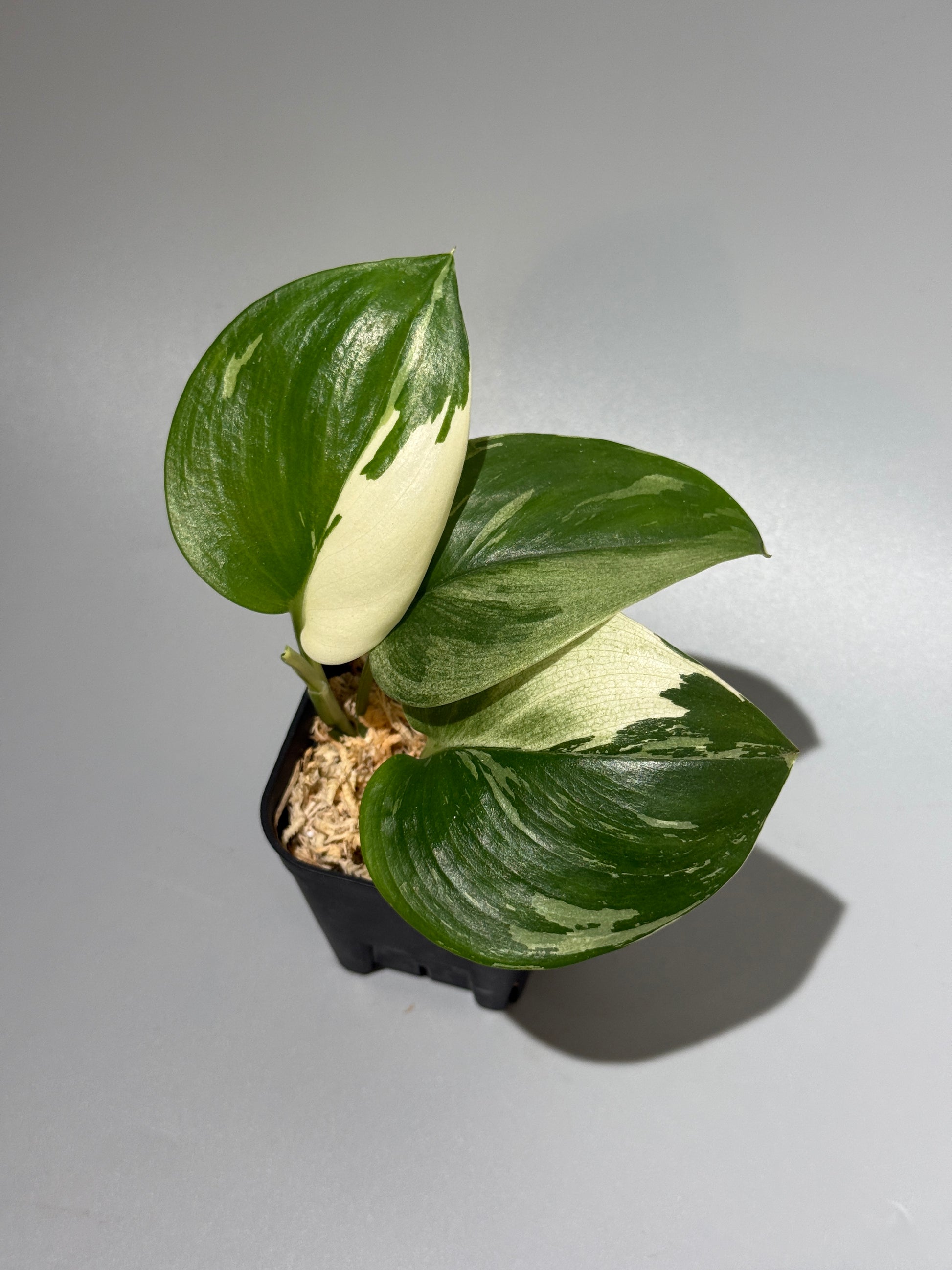 スキンダプサス トレビー ムーンライト 斑入り  / Scindapsus treubii moonlight var. (1)