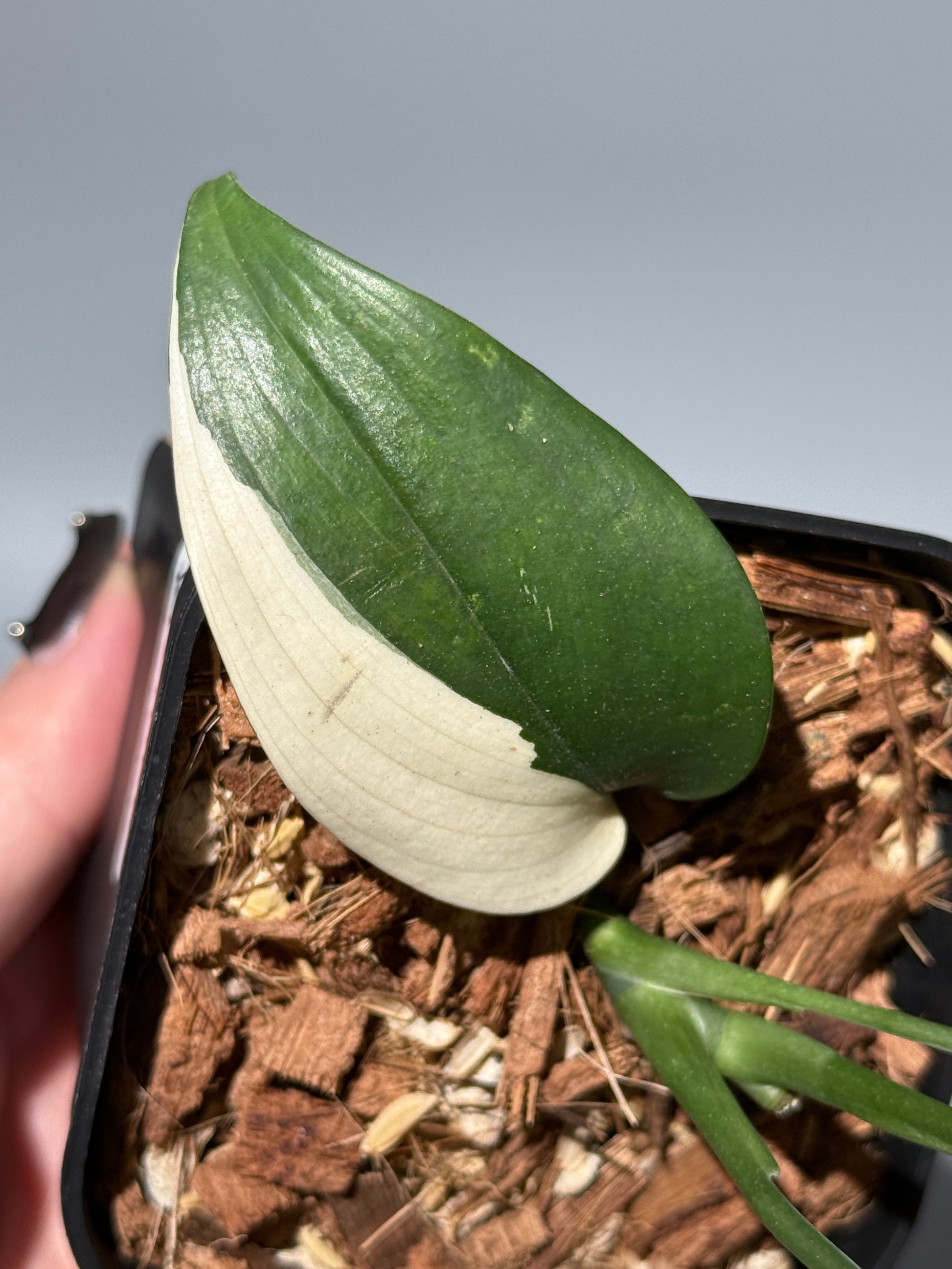 スキンダプサス ブルーアルボ  / Scindapsus Blue albo (1)