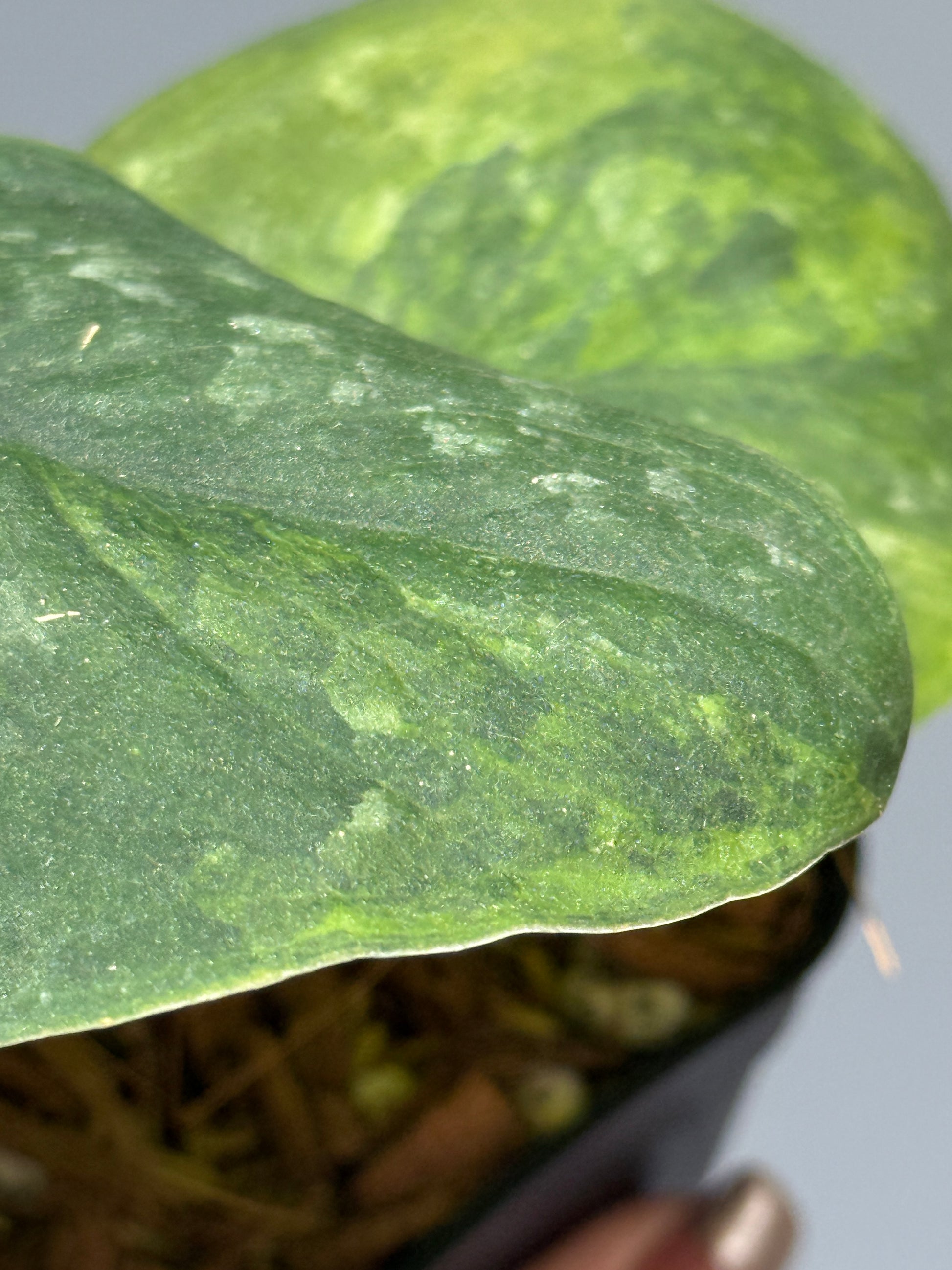 スキンダプサス グリーン ドラゴン / Scindapsus Green dorgon (1)