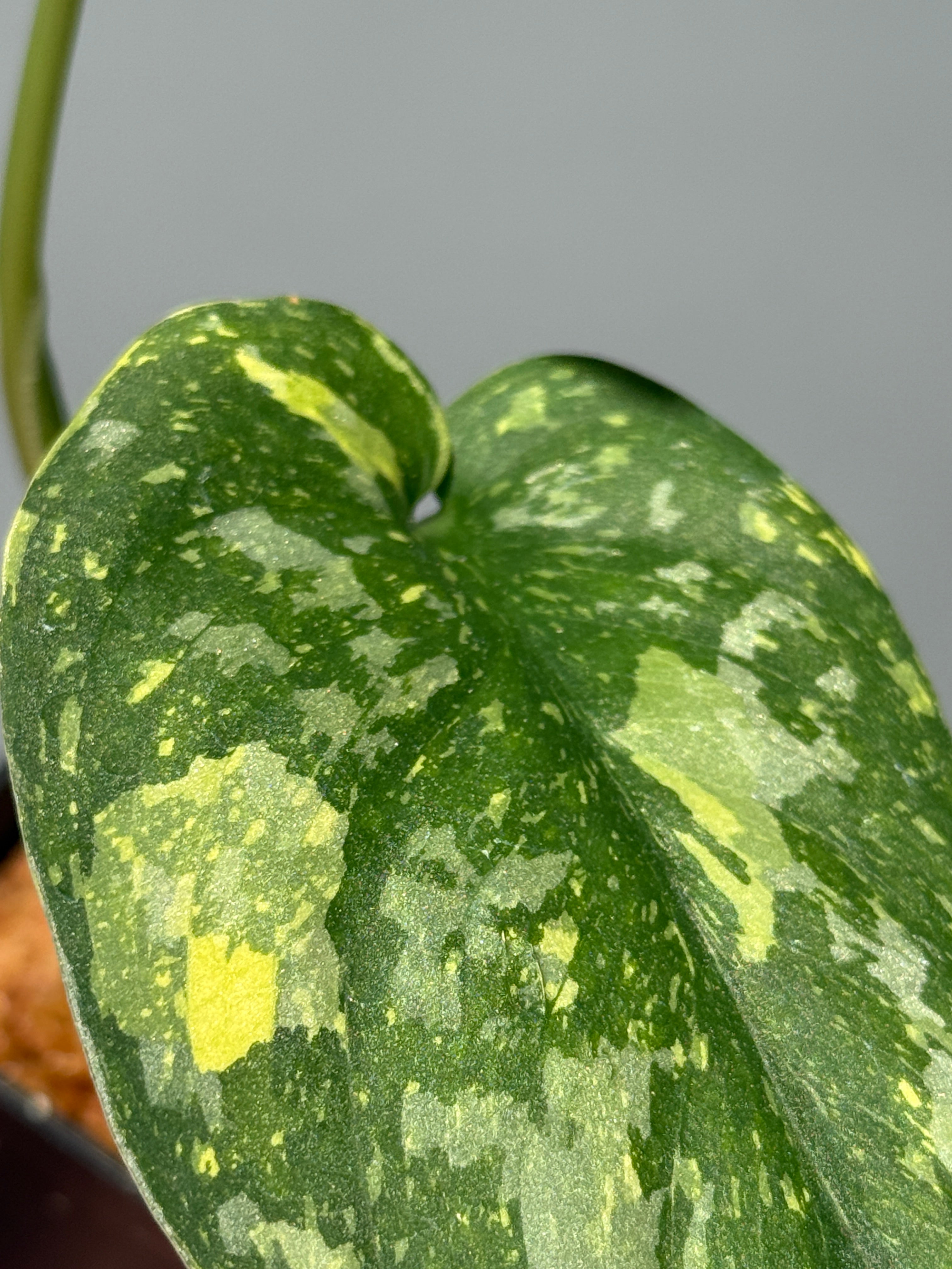 All Plants – Page 2 – Nakayama-Plants