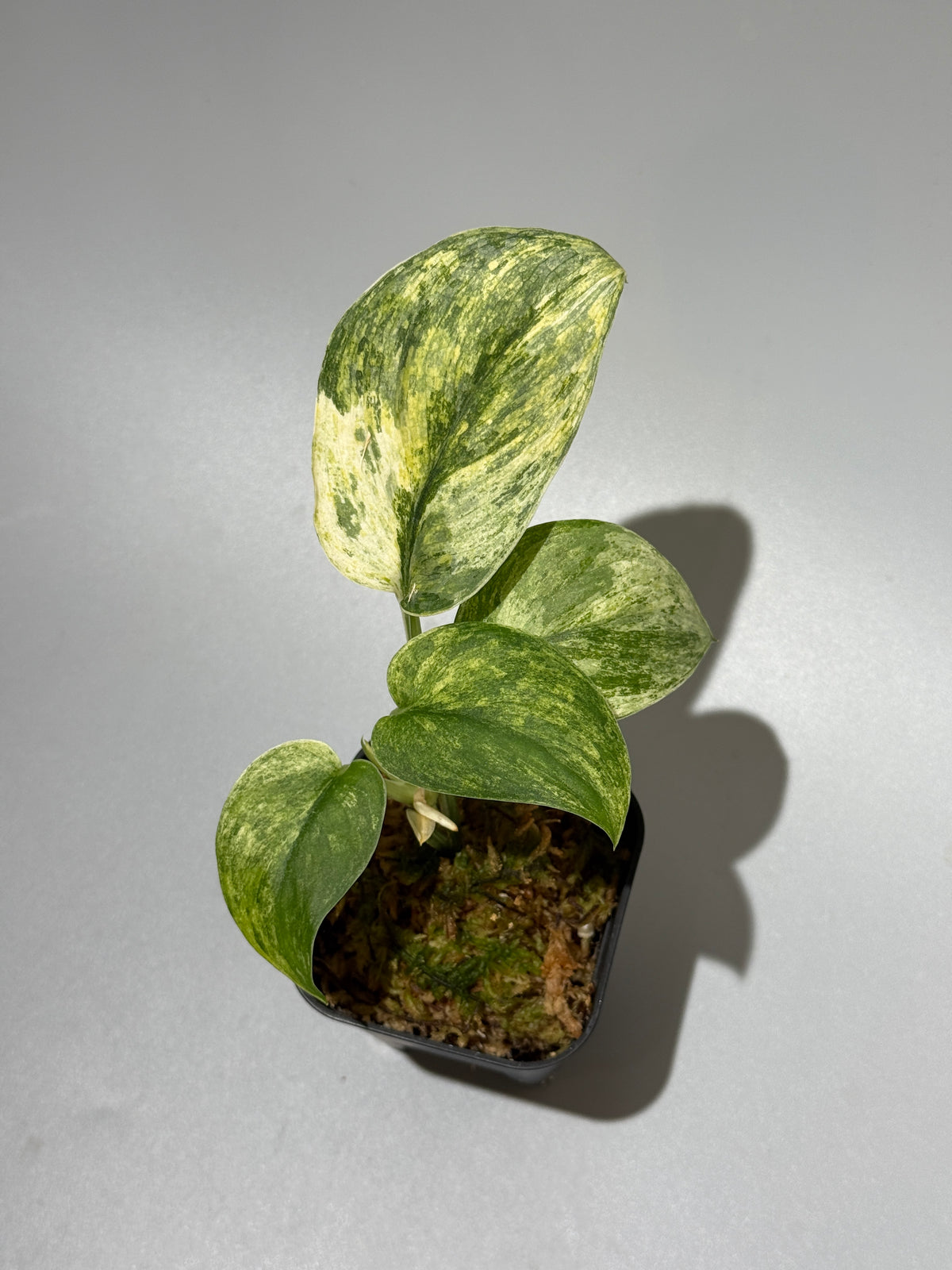 スキンダプサス シリワンギ トリカラー  / Scindapsus Siliwangi tricolor (2)