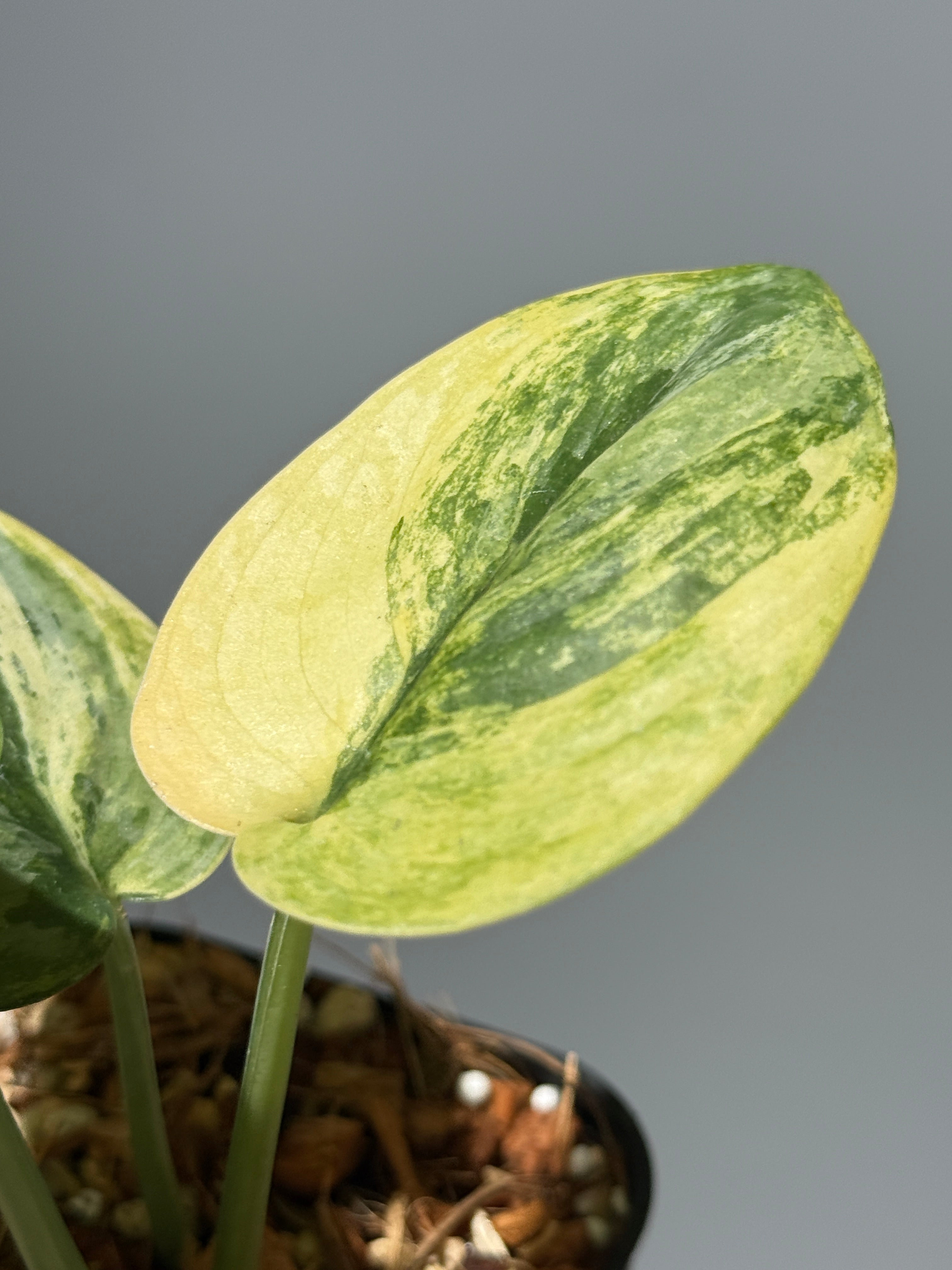 All Plants – Page 2 – Nakayama-Plants