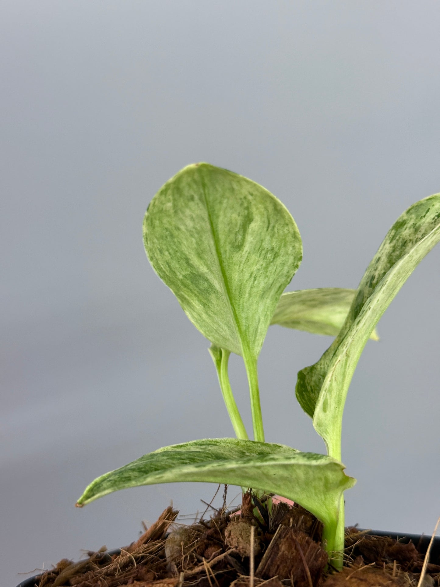 スキンダプサス トレビー マーブル  / Scindapsus treubii marble  (3)