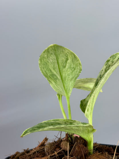 スキンダプサス トレビー マーブル  / Scindapsus treubii marble  (3)