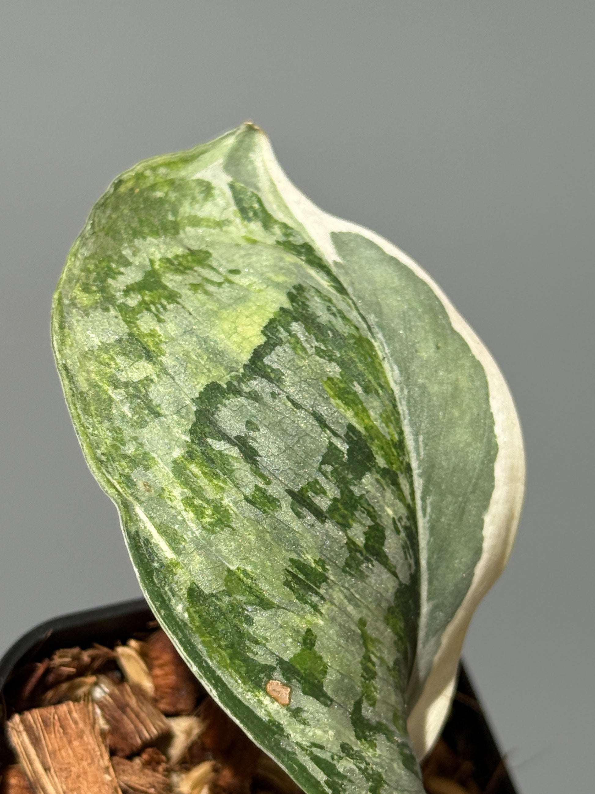 スキンダプサス エキゾチカ アルボ / Scindapsus exotica albo (1)