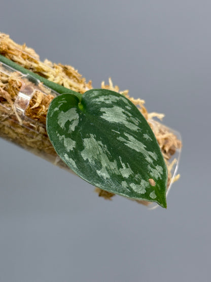 スキンダプサス ダークプリンセス / Scindapsus Dark princess (1)