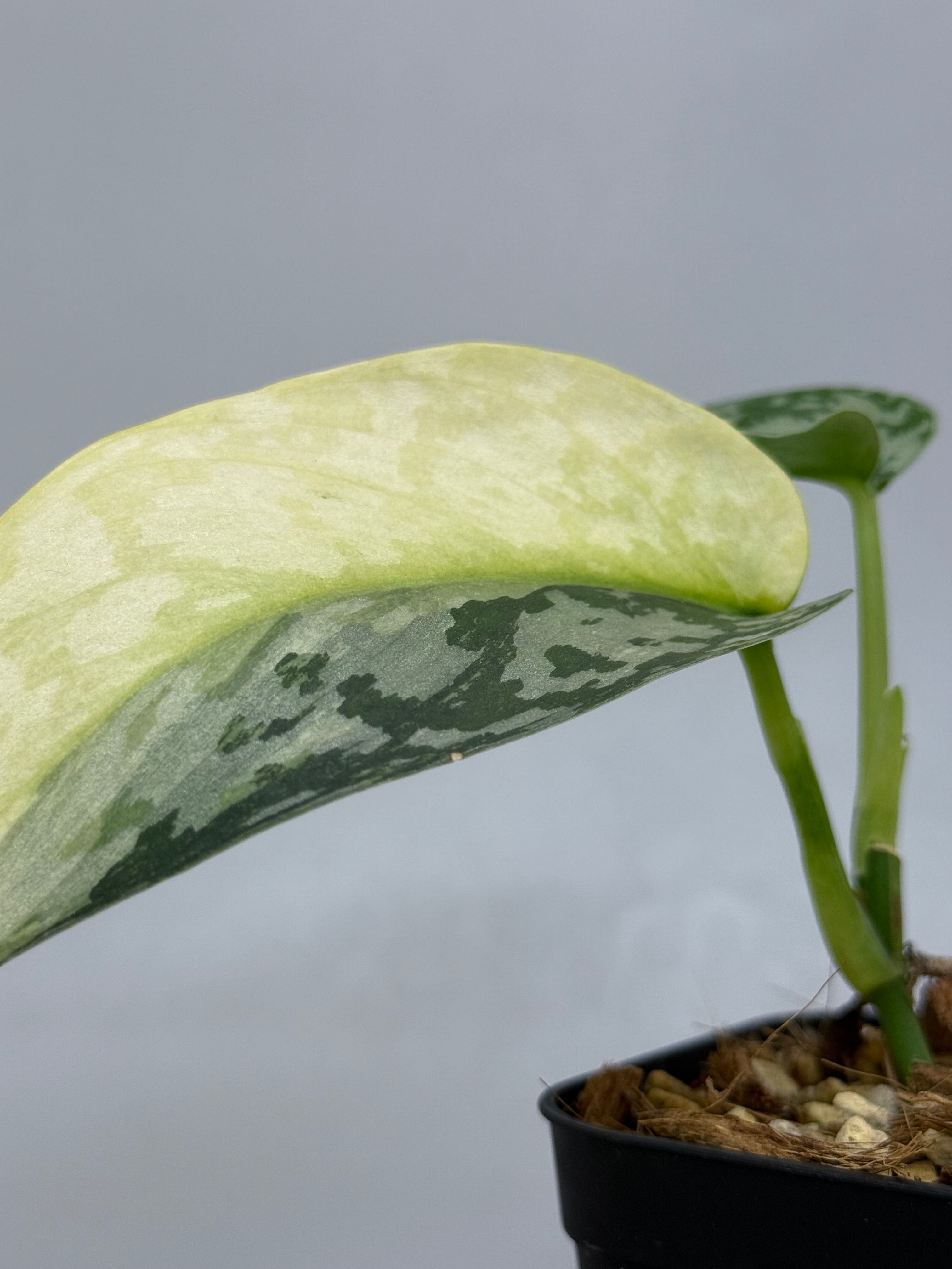 スキンダプサス ラカンビニ / Scindapsus lakambini (2) – Nakayama-Plants