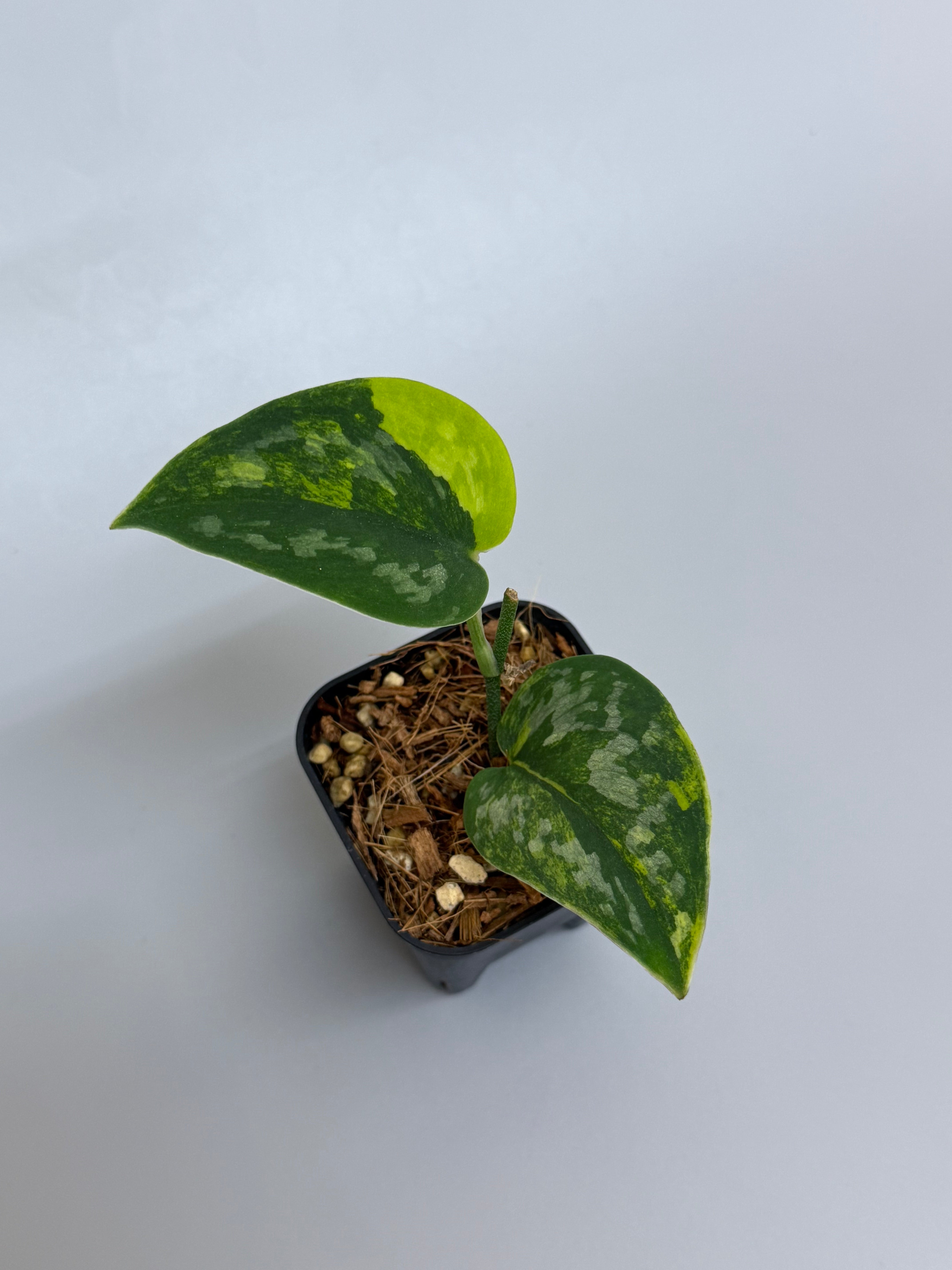 その他観葉植物 scindapsus green daiamond スキンダプサス グリーン ダイヤモンド / Scindapsus Green diamond (1