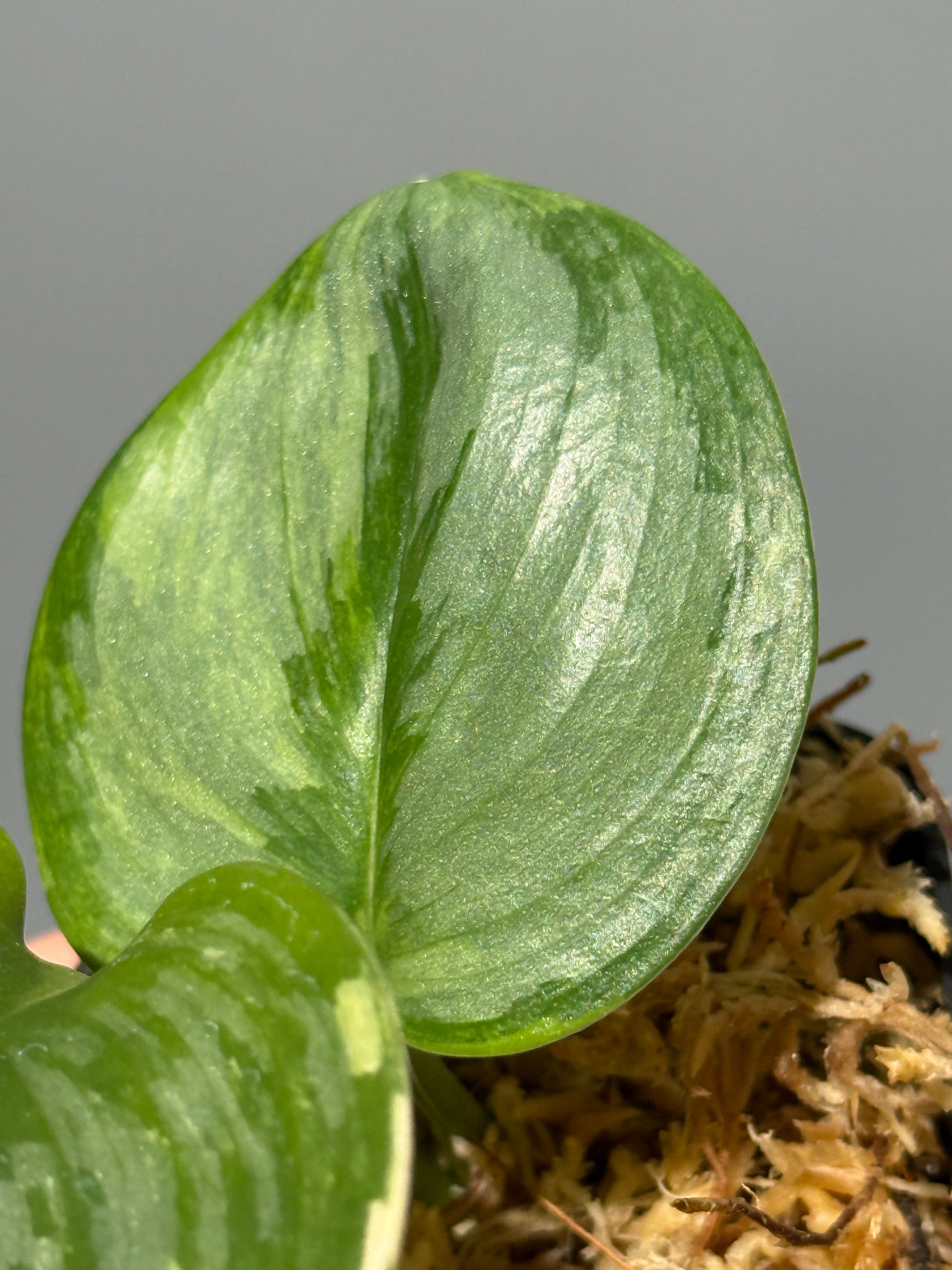 スキンダプサス ルビコン 斑入り  / Scindapsus Rubicon var.  (1)