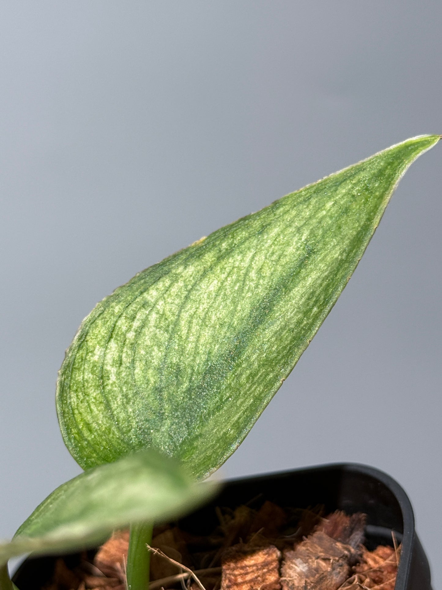 スキンダプサス パイソン ミント / Scindapsus Python mint (1)