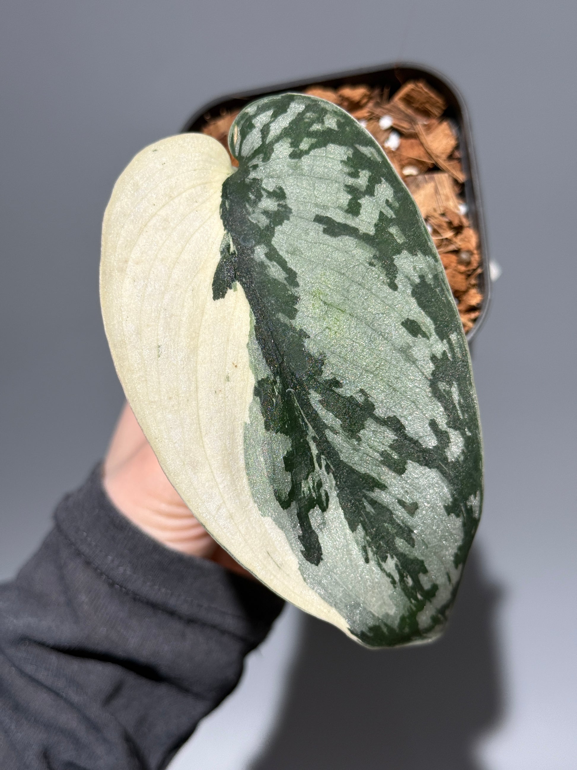 スキンダプサス マリポーサ / Scindapsus Mariposa (2)