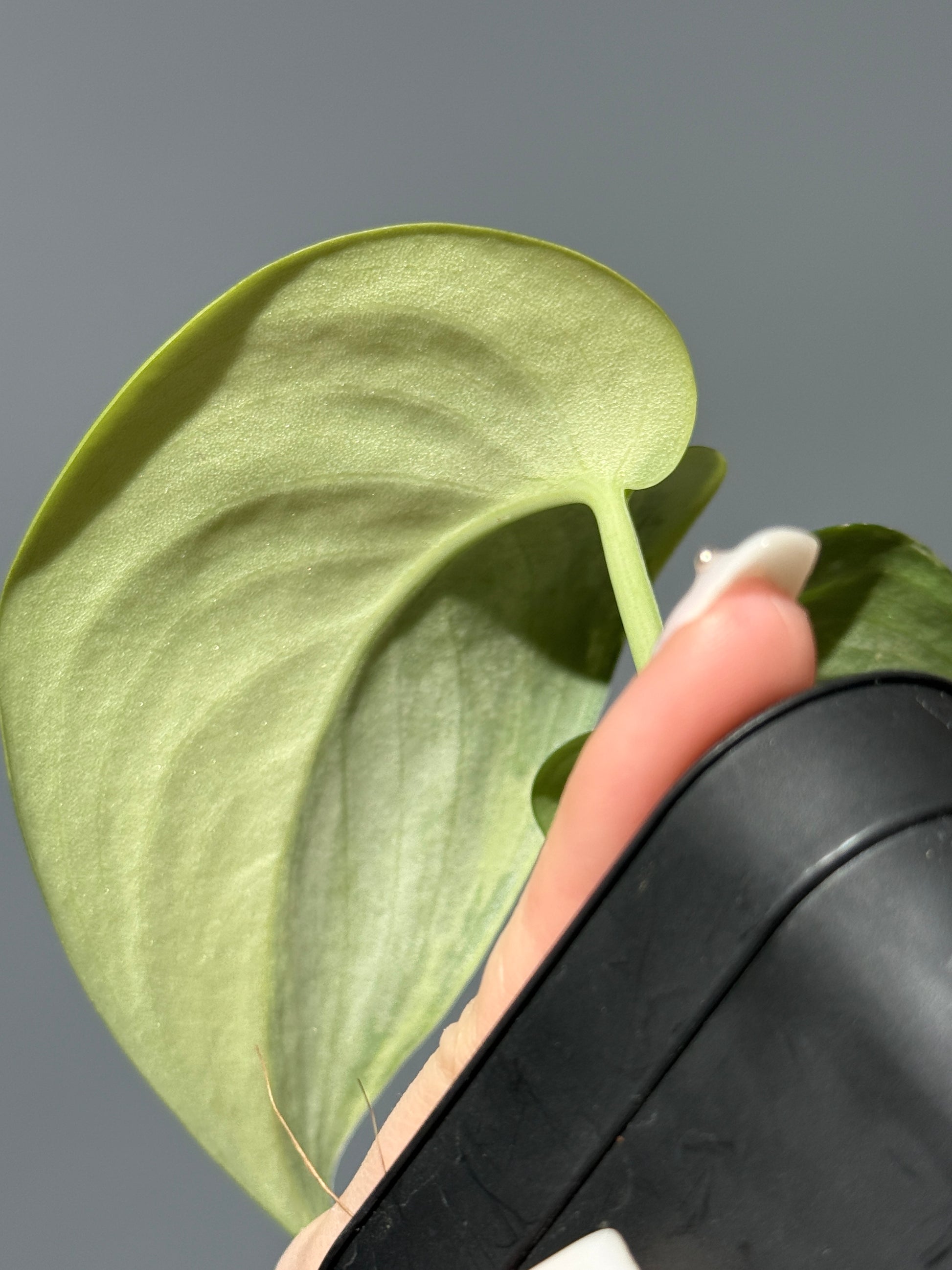 スキンダプサス ジェイドサテン オーレア  / Scindapsus jadesatin aurea (1)