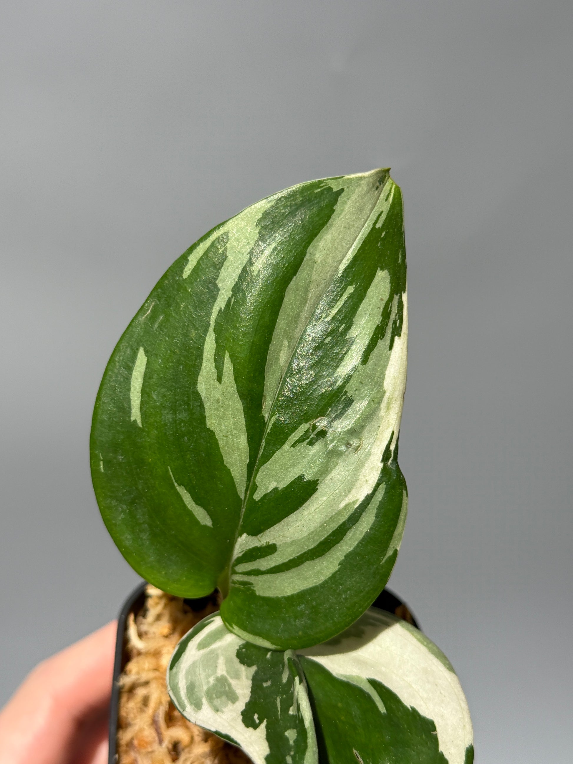 スキンダプサス トレビー ムーンライト 斑入り  / Scindapsus treubii moonlight var. (2)