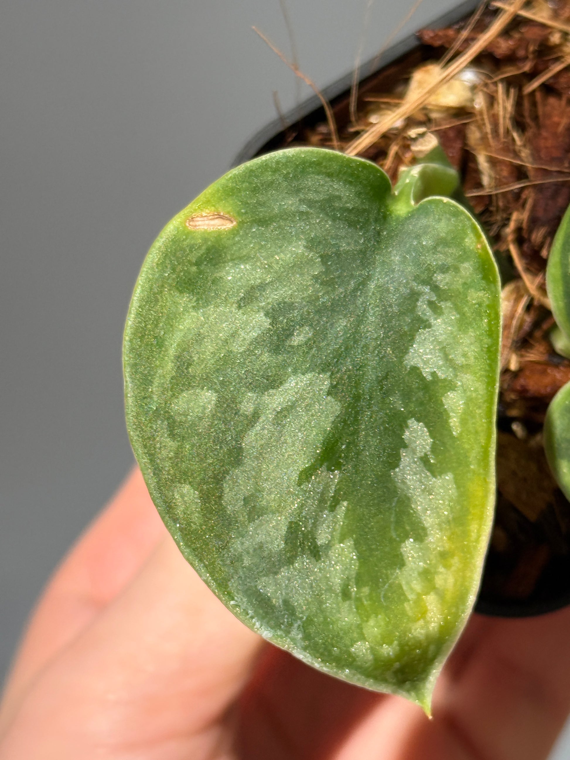 スキンダプサス グリーン エキゾチカ グリーオングリーン Sp.カプアス / Scindapsus Exotica GOG Sp.Kapuas (1)