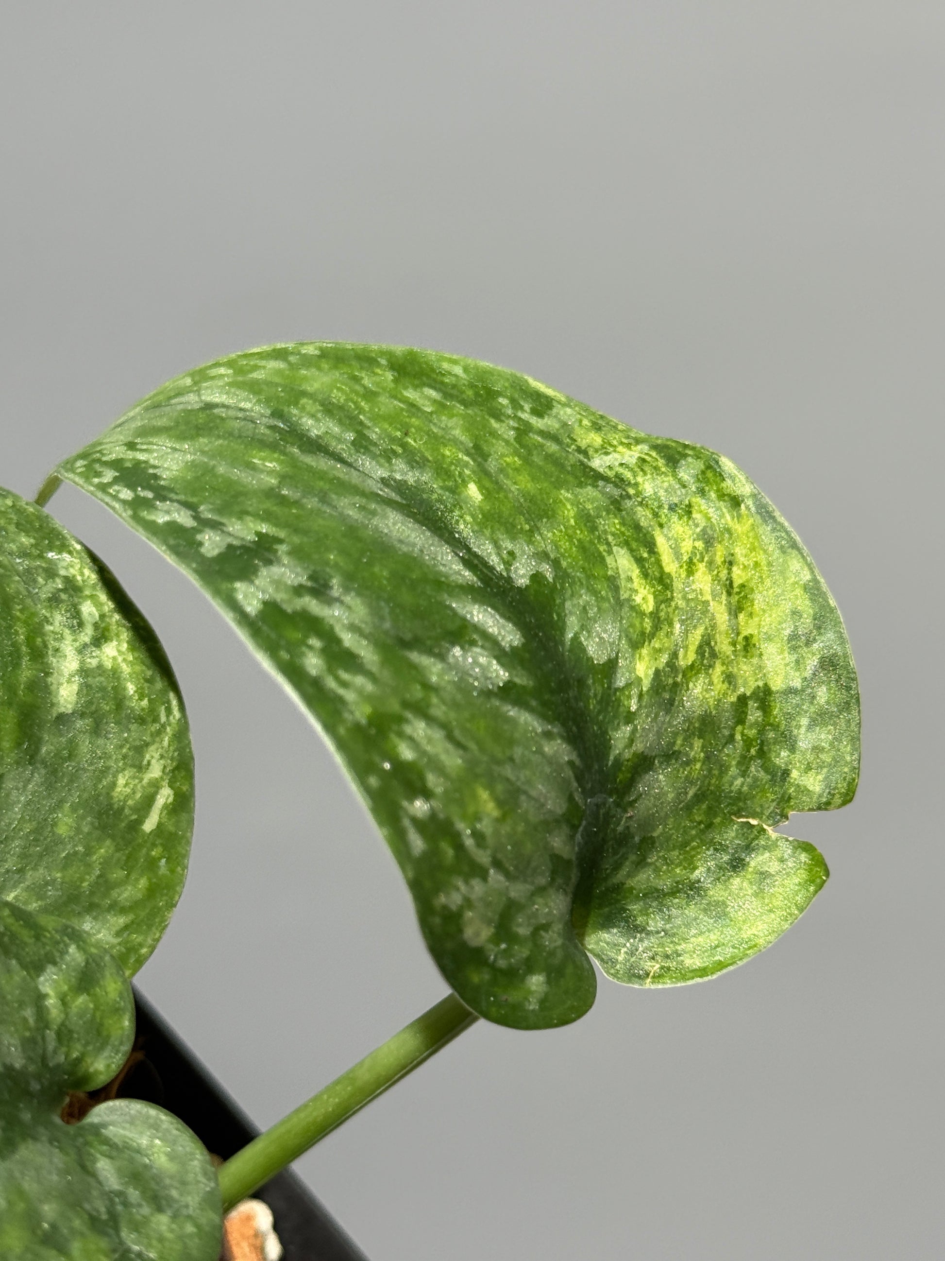 スキンダプサス レオパード / Scindapsus Leopard (2)