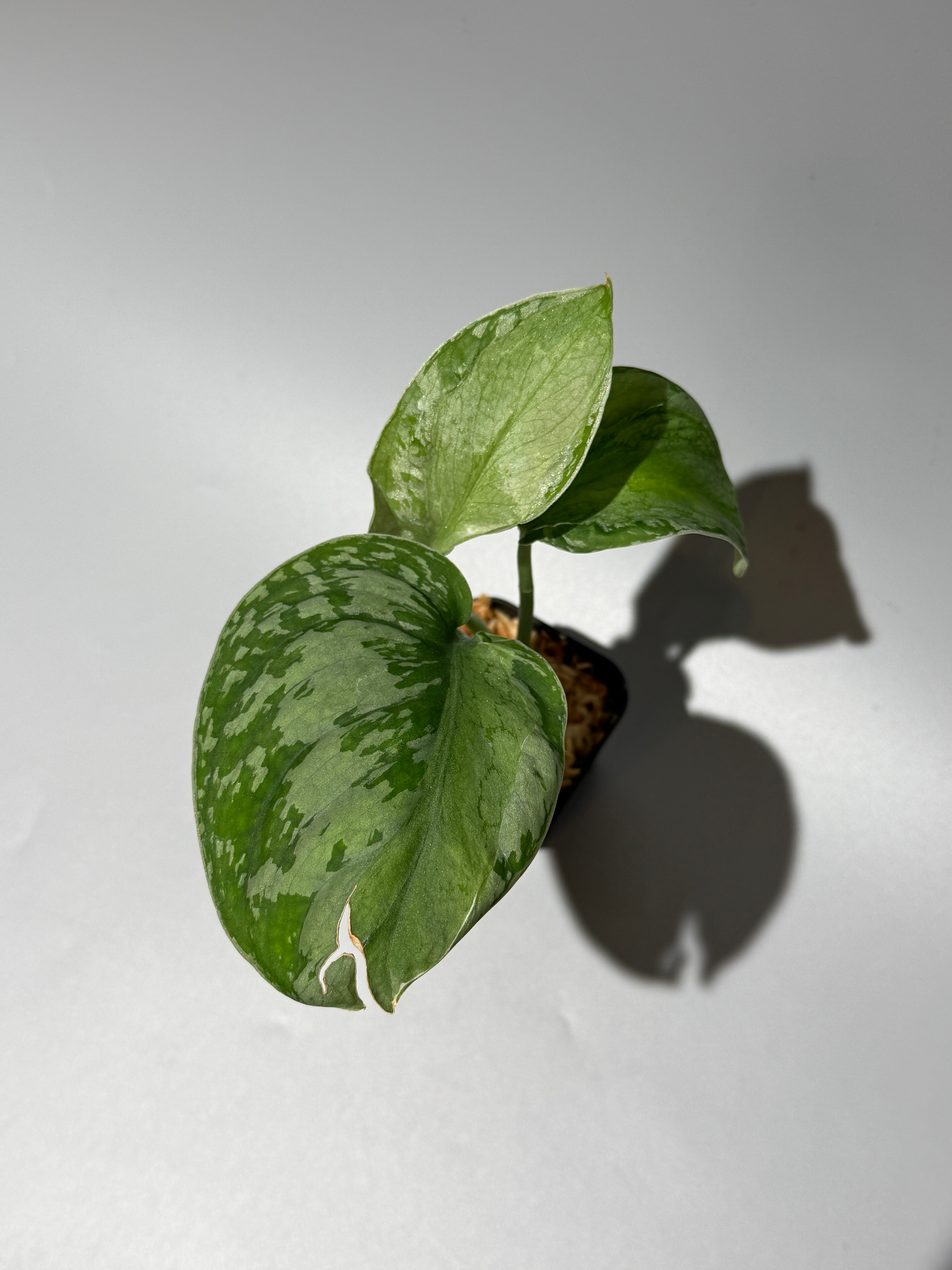 スキンダプサス スパイダー / Scindapsus Spider (1) – Nakayama-Plants