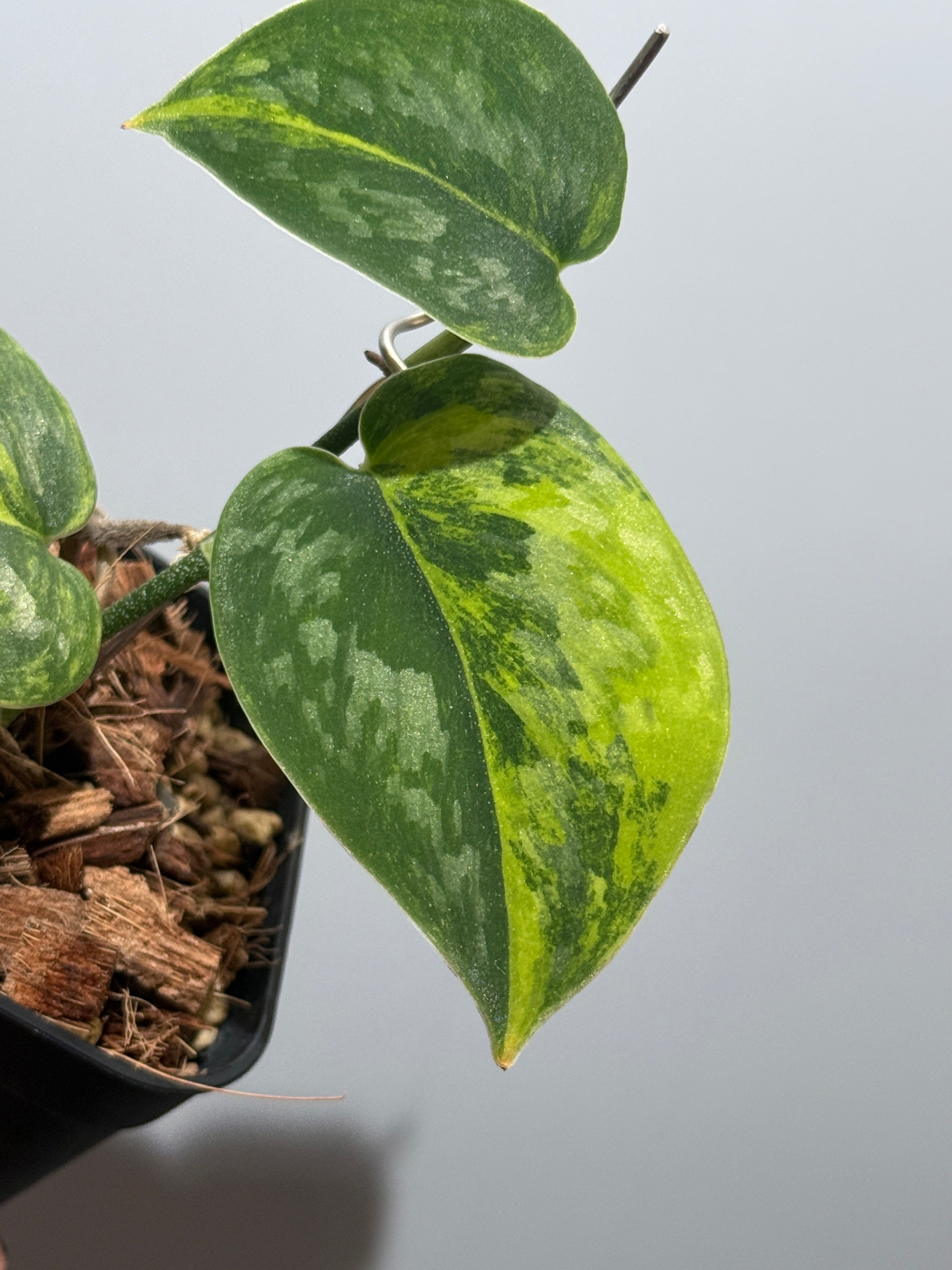 スキンダプサス グリーン ダイヤモンド / Scindapsus Green diamond(2