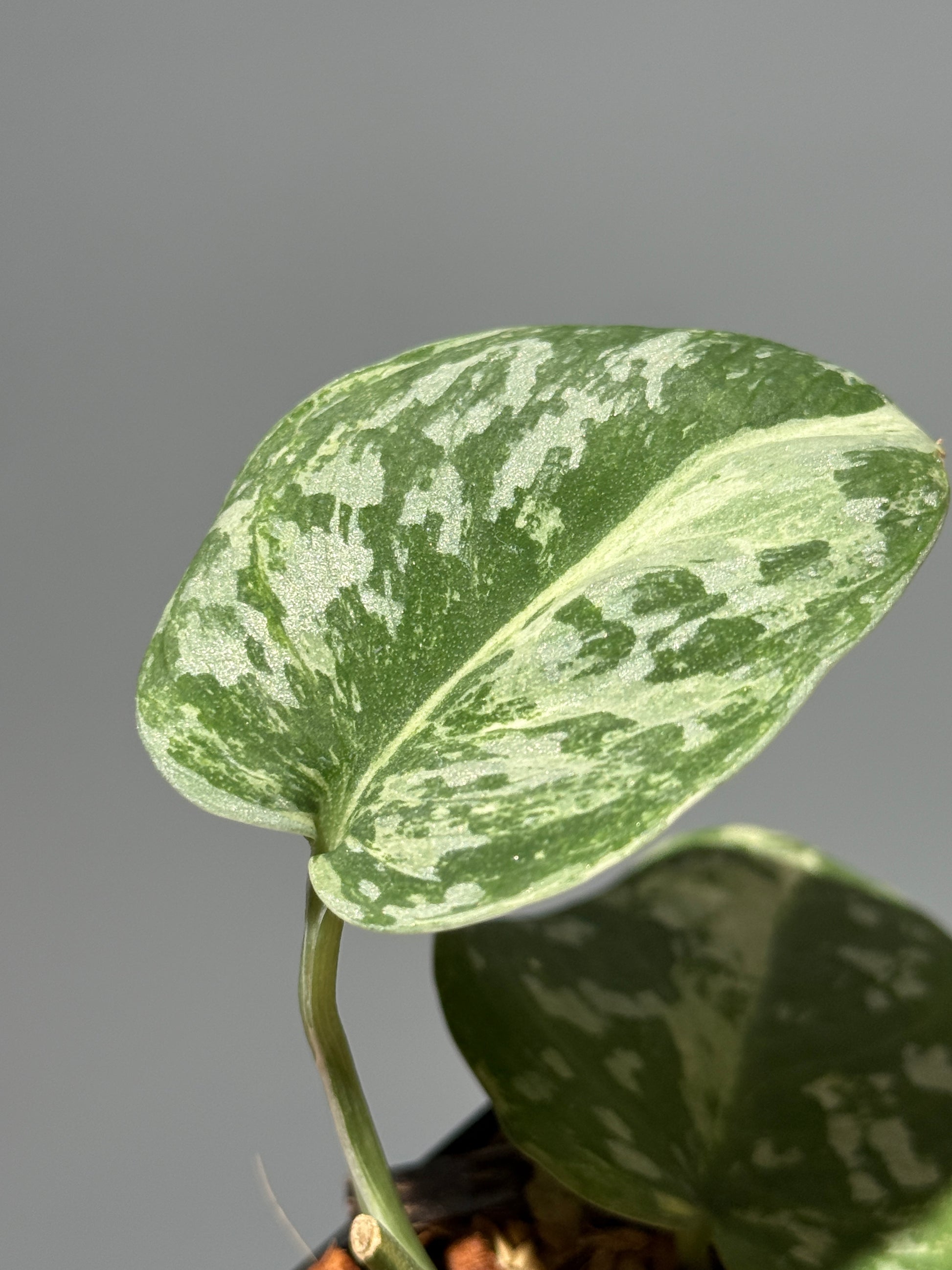 スキンダプサス ホワイトクロコダイル / Scindapsus White crocodile (1)