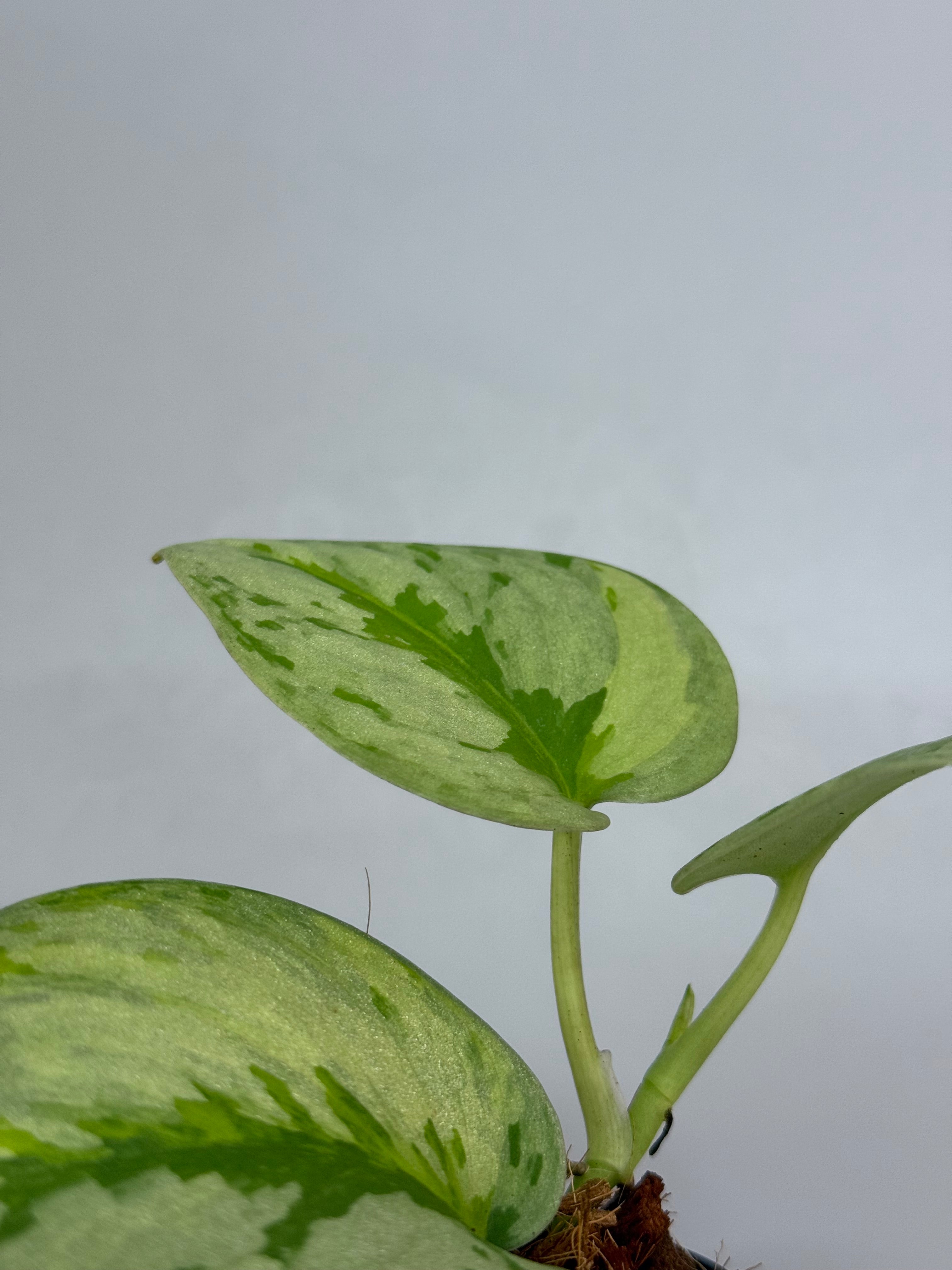 スキンダプサス ユパ / Scindapsus Yupa (1) – Nakayama-Plants