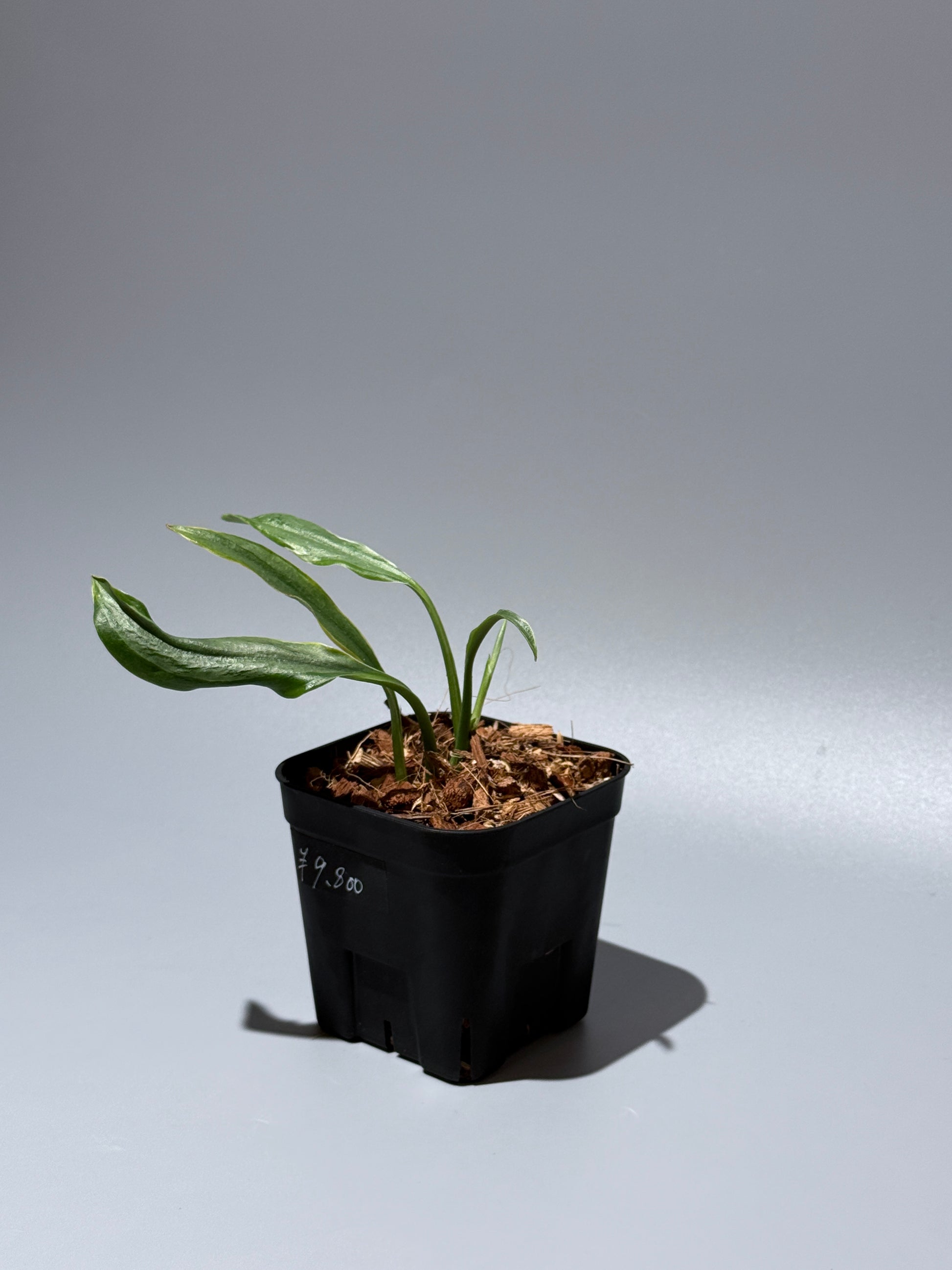 スキンダプサス トレビー ラバ リップスティック / Scindapsus Treubii lava lipstick (1)