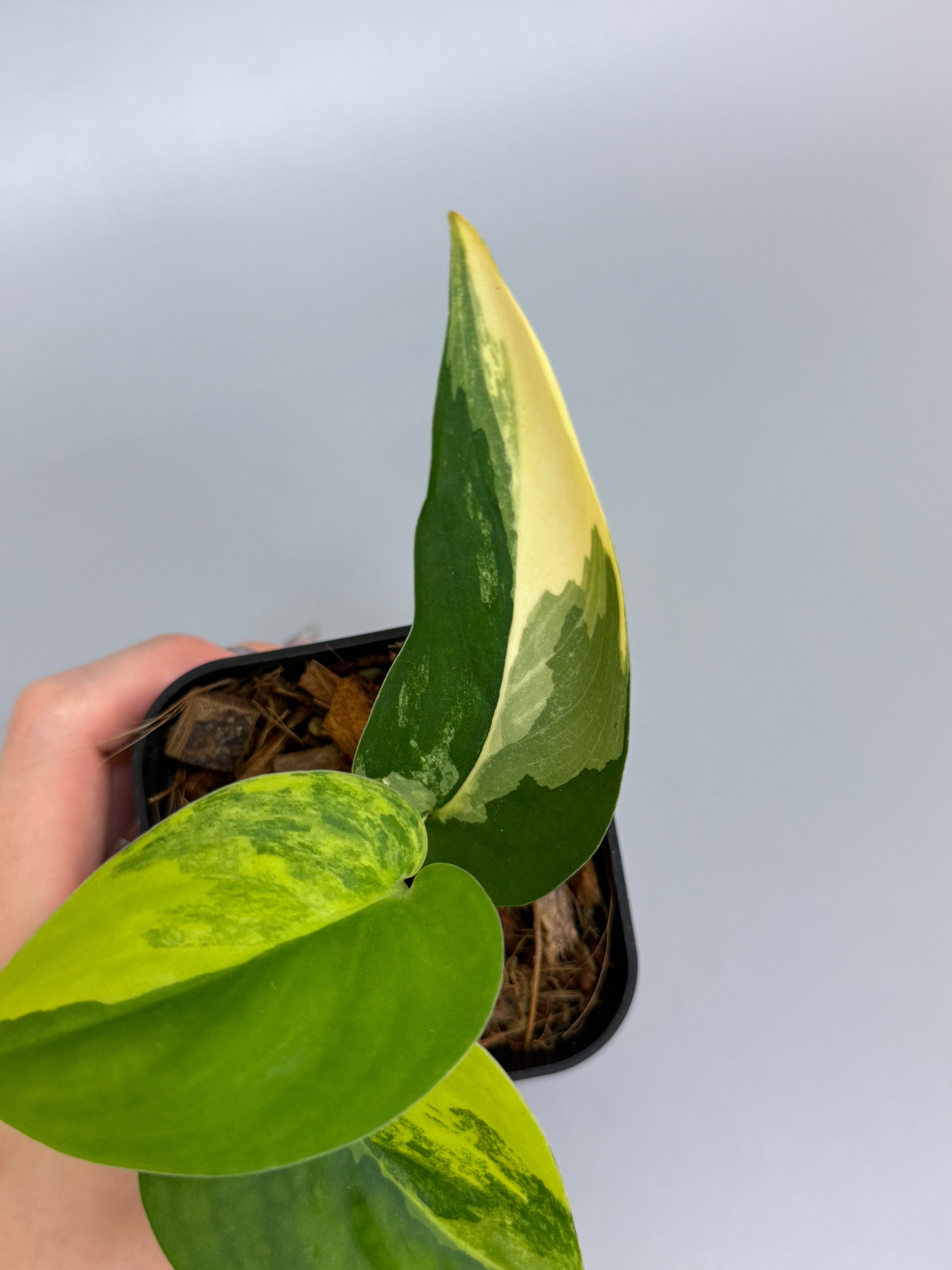 スキンダプサス ジェイドサテン オーレア / Scindapsus jadesatin