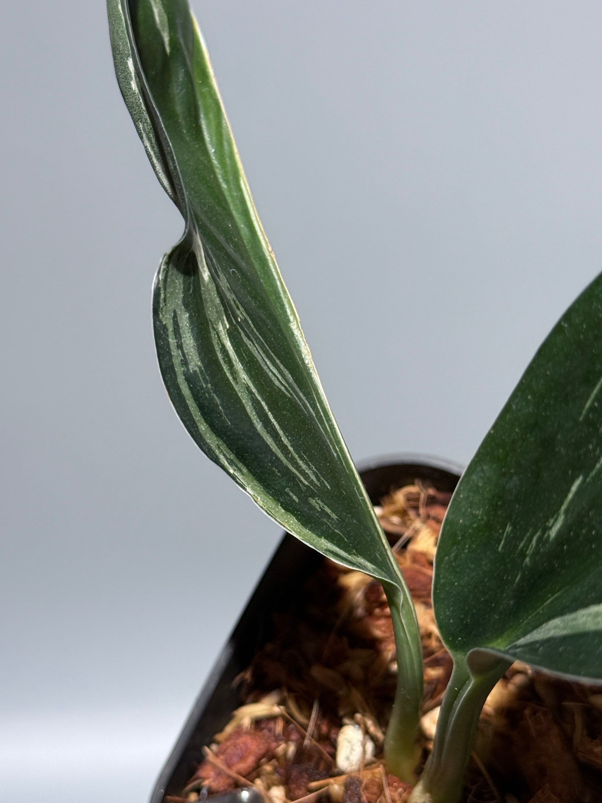 スキンダプサス トレビー ダークフォーム ミューテーション/Scindapsus Treubii darkform mutation (2)