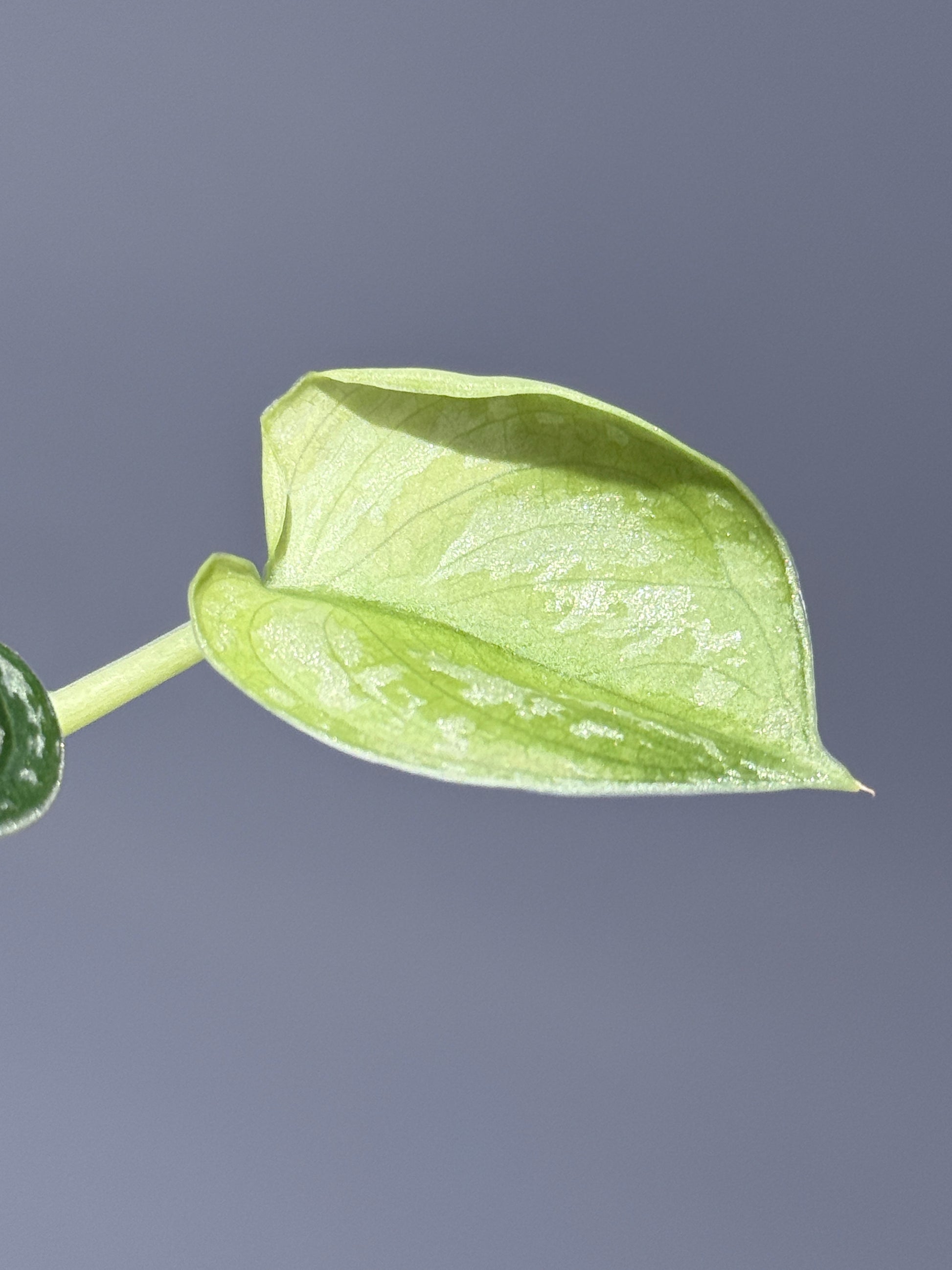 スキンダプサス ネビュラ / Scindapsus Nebula (2)