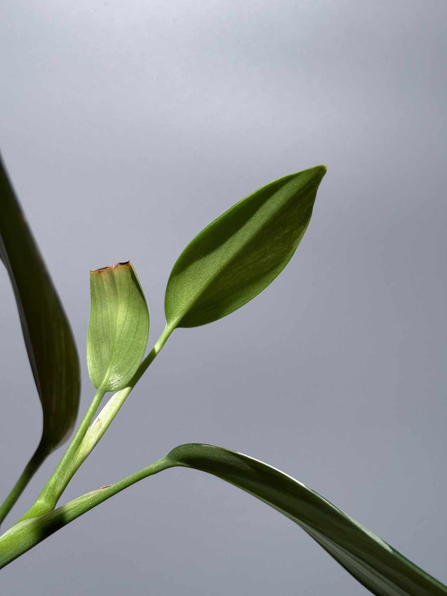 スキンダプサス コリアセウス アルボ / Scindapsus coriaceus albo (1)