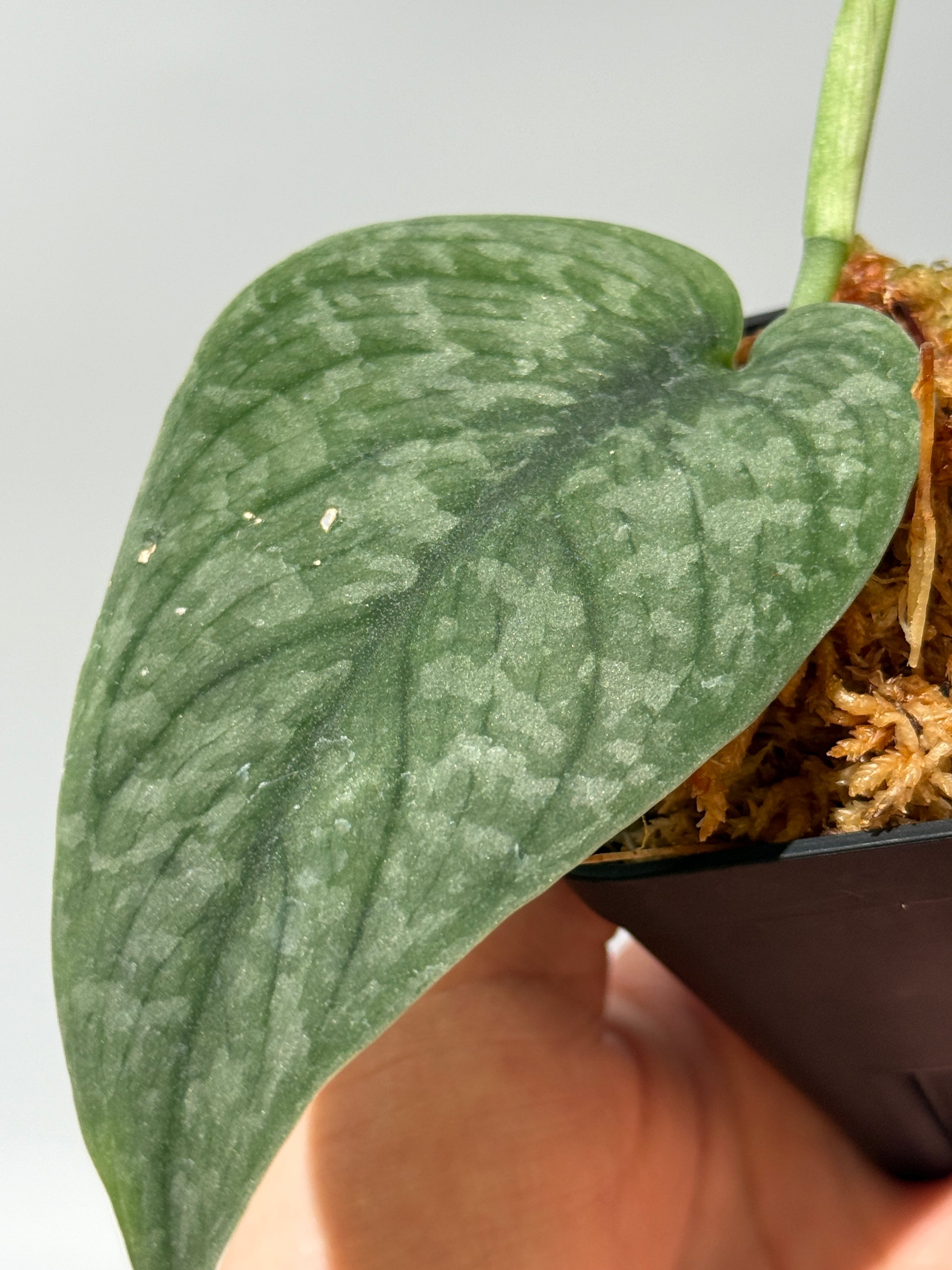 スキンダプサス グリーンベイン / Scindapsus Green vein (2)