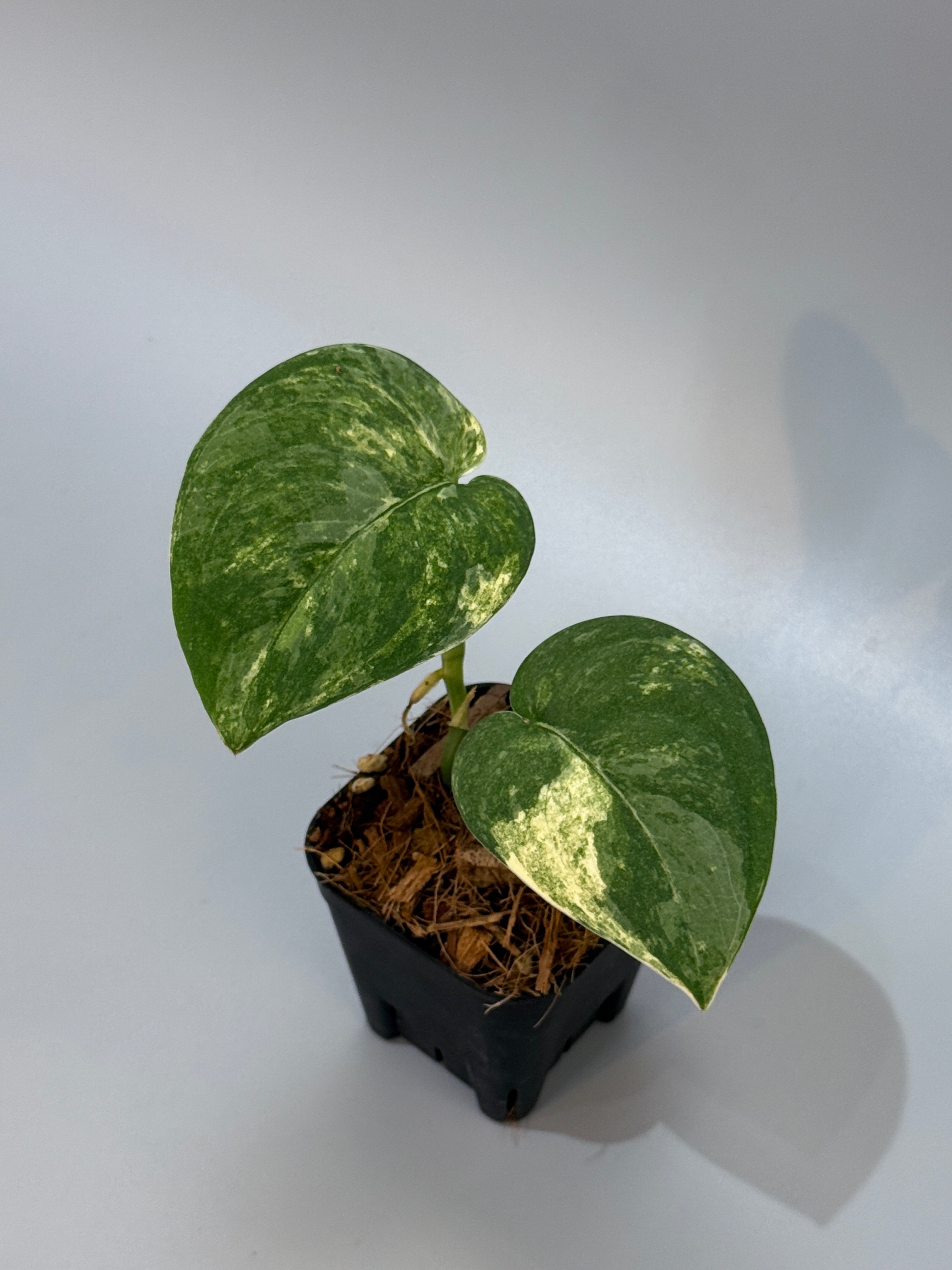 スキンダプサス マングライ / Scindapsus mangurai (3) – Nakayama-Plants