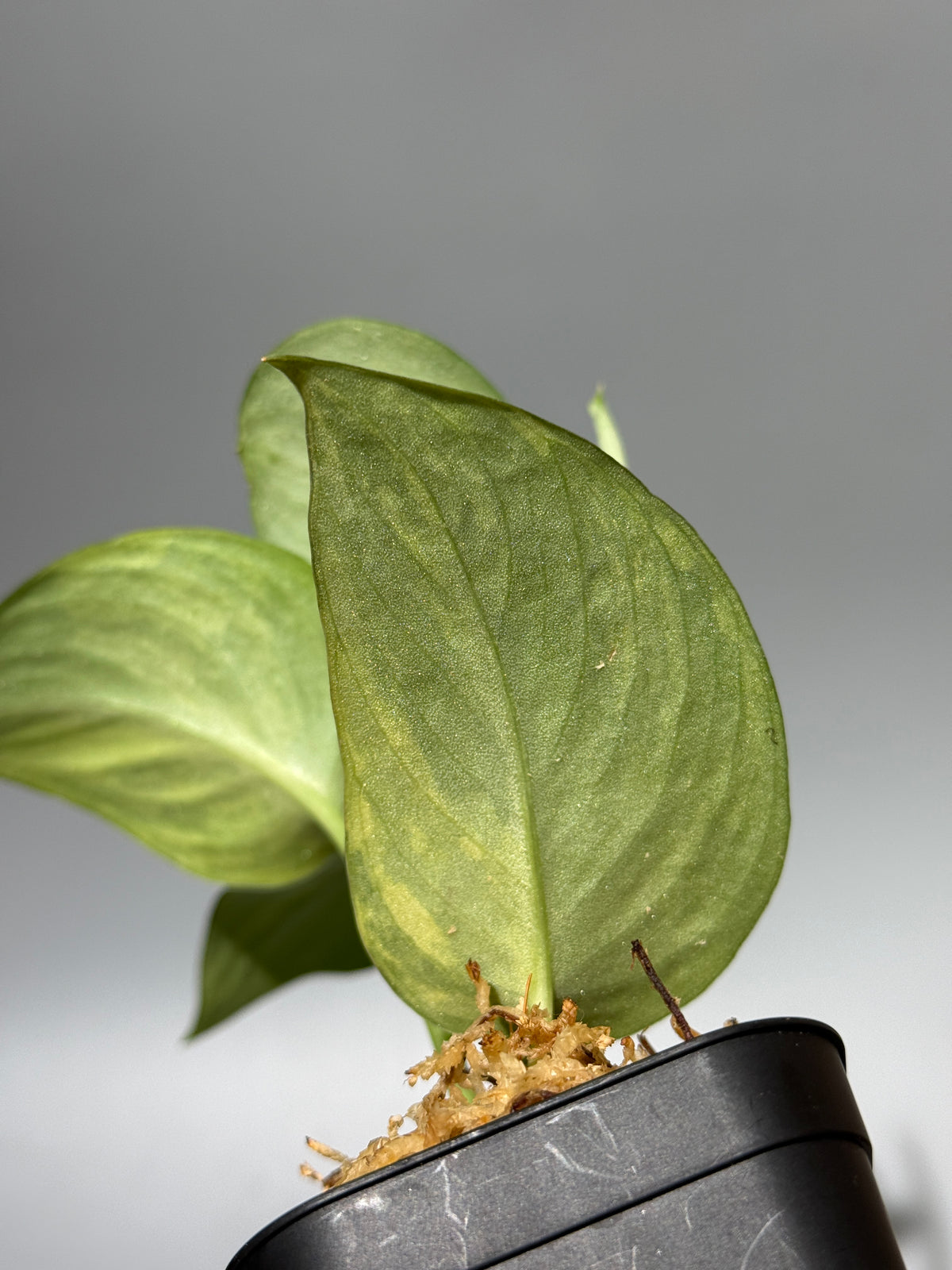 スキンダプサス エキゾチカ イエロームーン  / Scindapsus Exotica yellow moon (1)