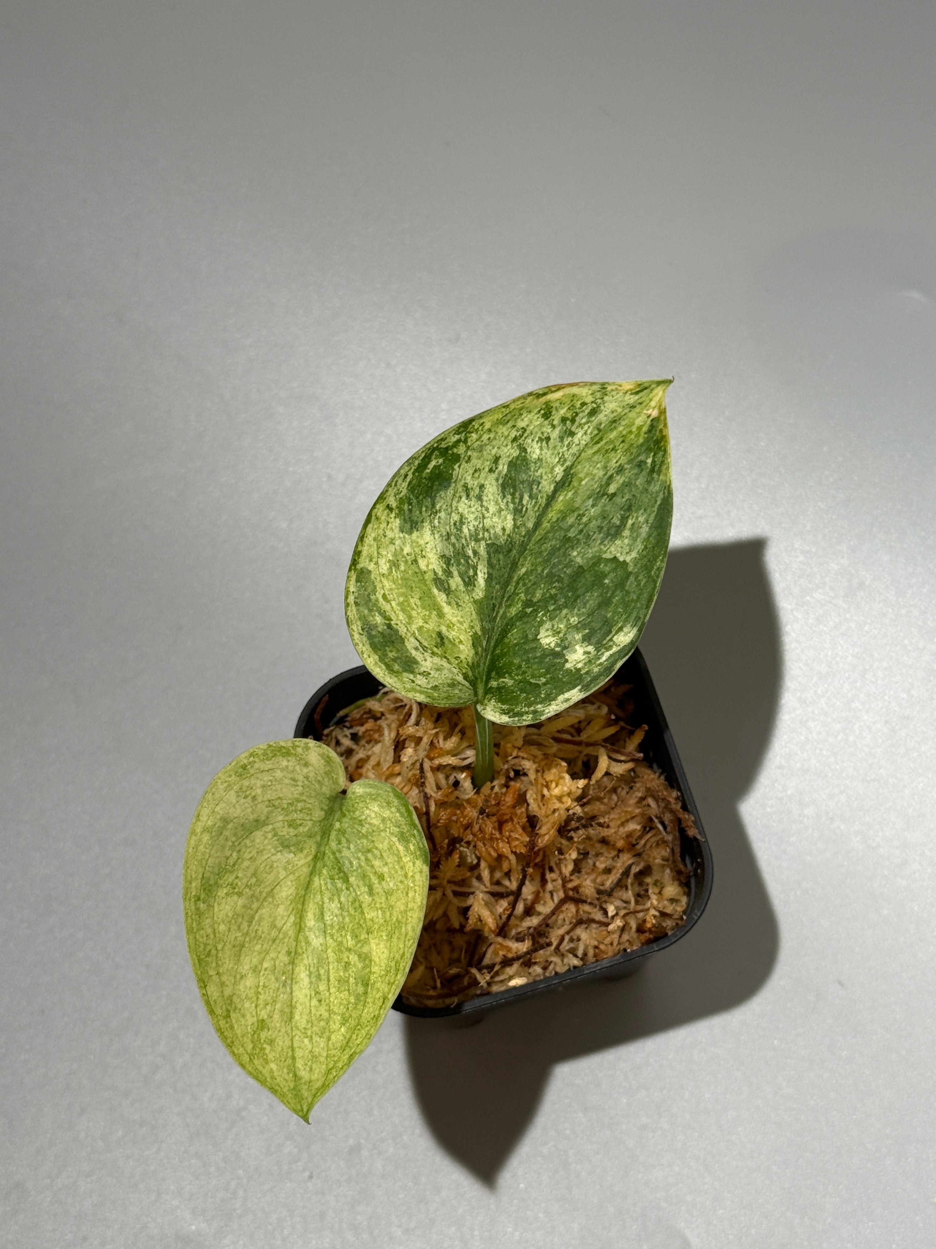 All Plants – Nakayama-Plants