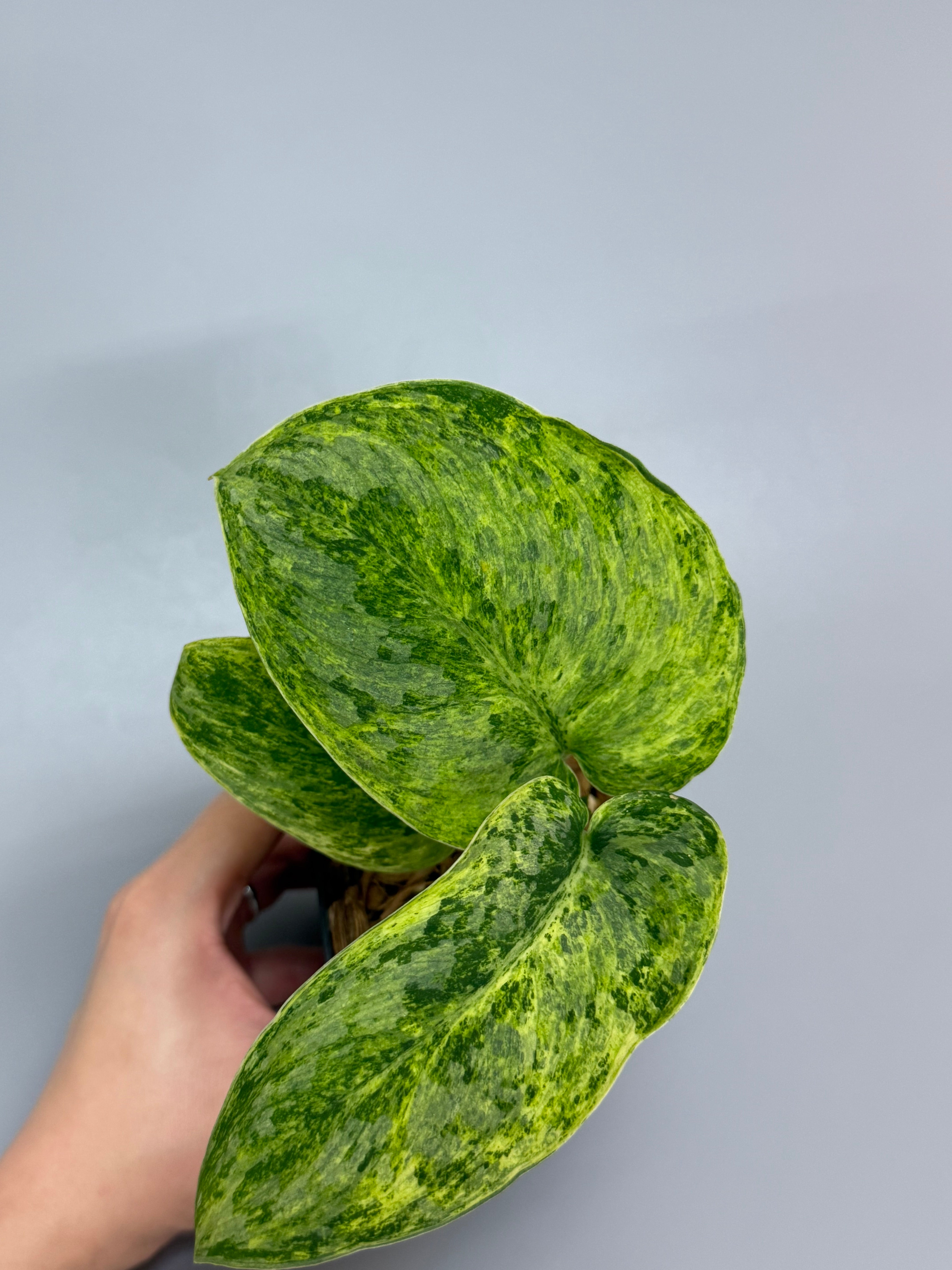 Nakayama Plants – Nakayama-Plants