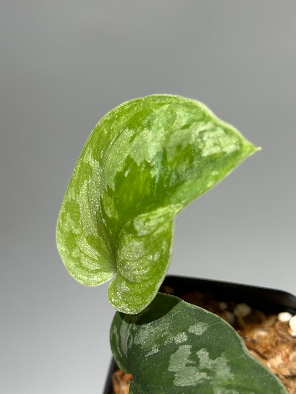 スキンダプサス イバタン  / Scindapsus Ibatan (1)